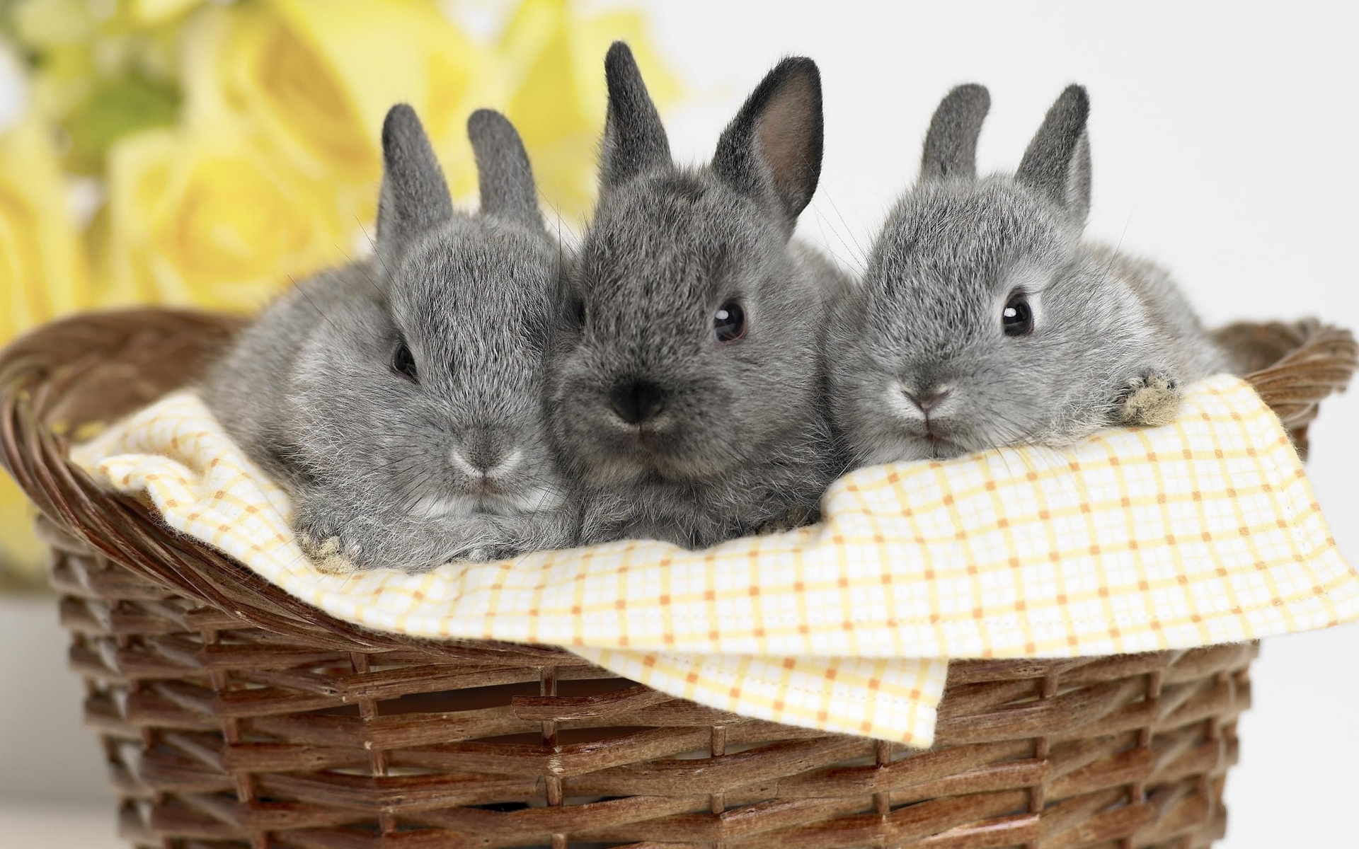 Téléchargez gratuitement l'image Animaux, Lapin sur le bureau de votre PC