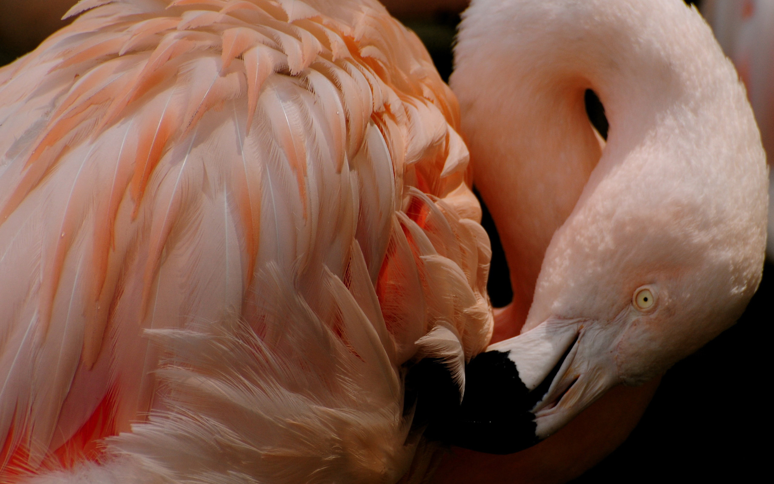 Free download wallpaper Birds, Flamingo, Animal on your PC desktop
