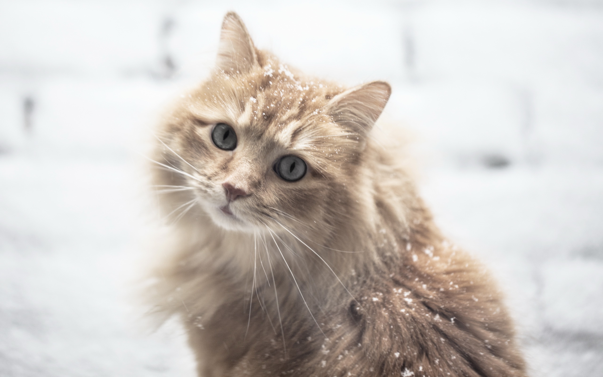 Baixe gratuitamente a imagem Gato, Gatos, Animais na área de trabalho do seu PC