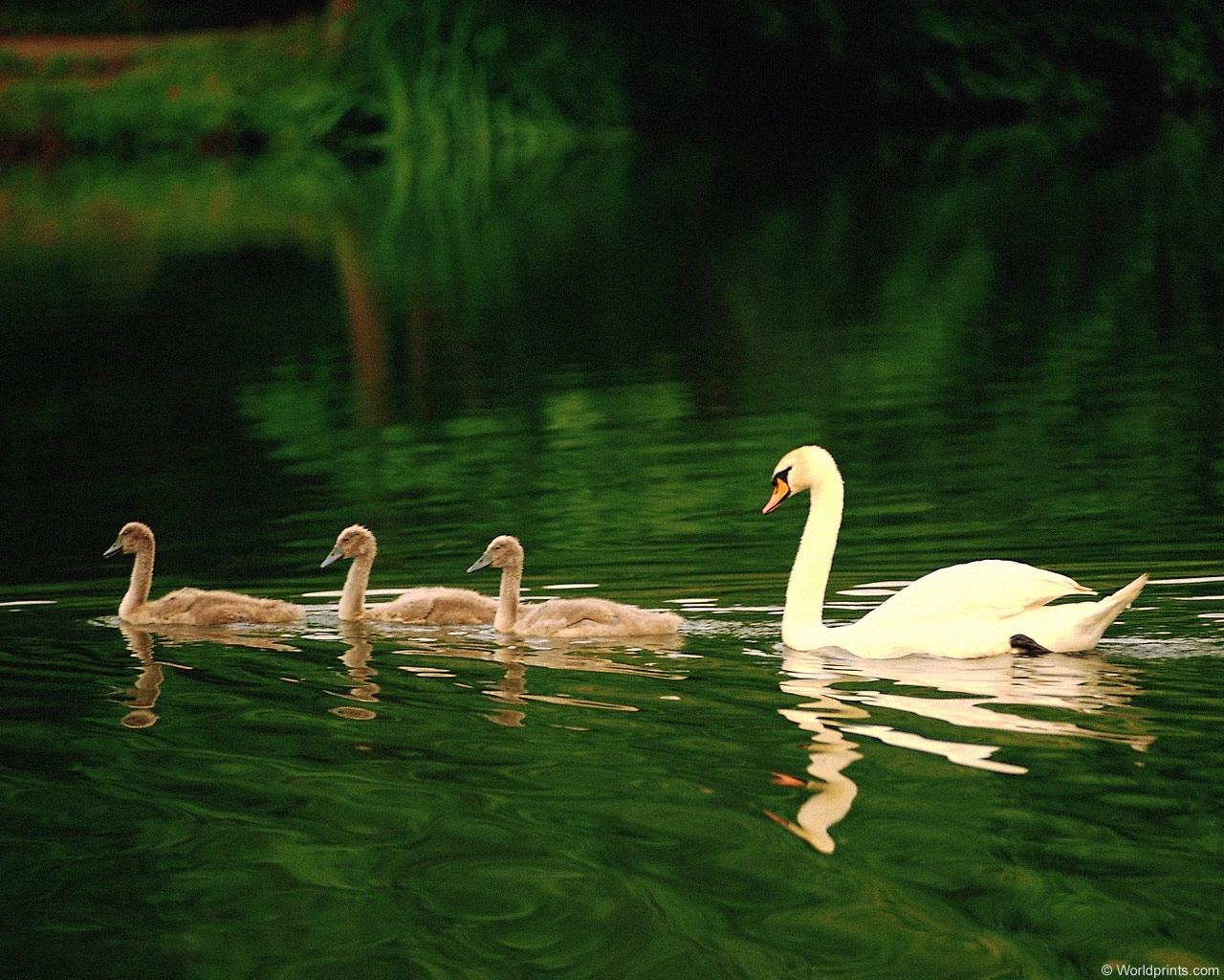animals, birds, water, swans, green