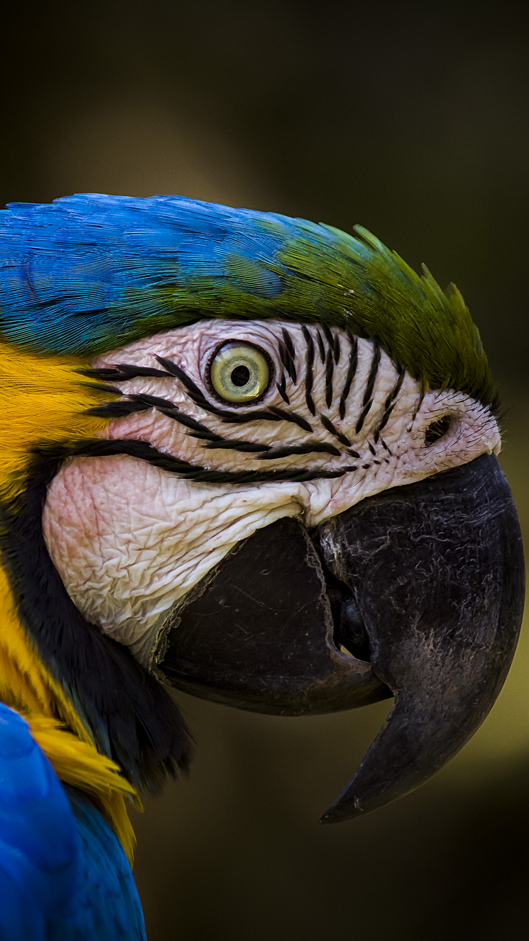 Download mobile wallpaper Birds, Bird, Close Up, Animal, Macaw, Blue And Yellow Macaw for free.