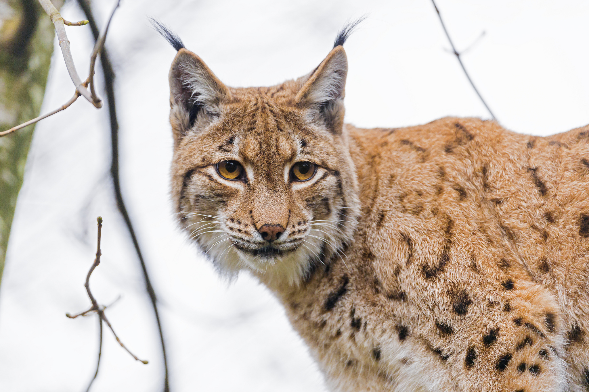 PCデスクトップに動物, 猫, リンクス画像を無料でダウンロード