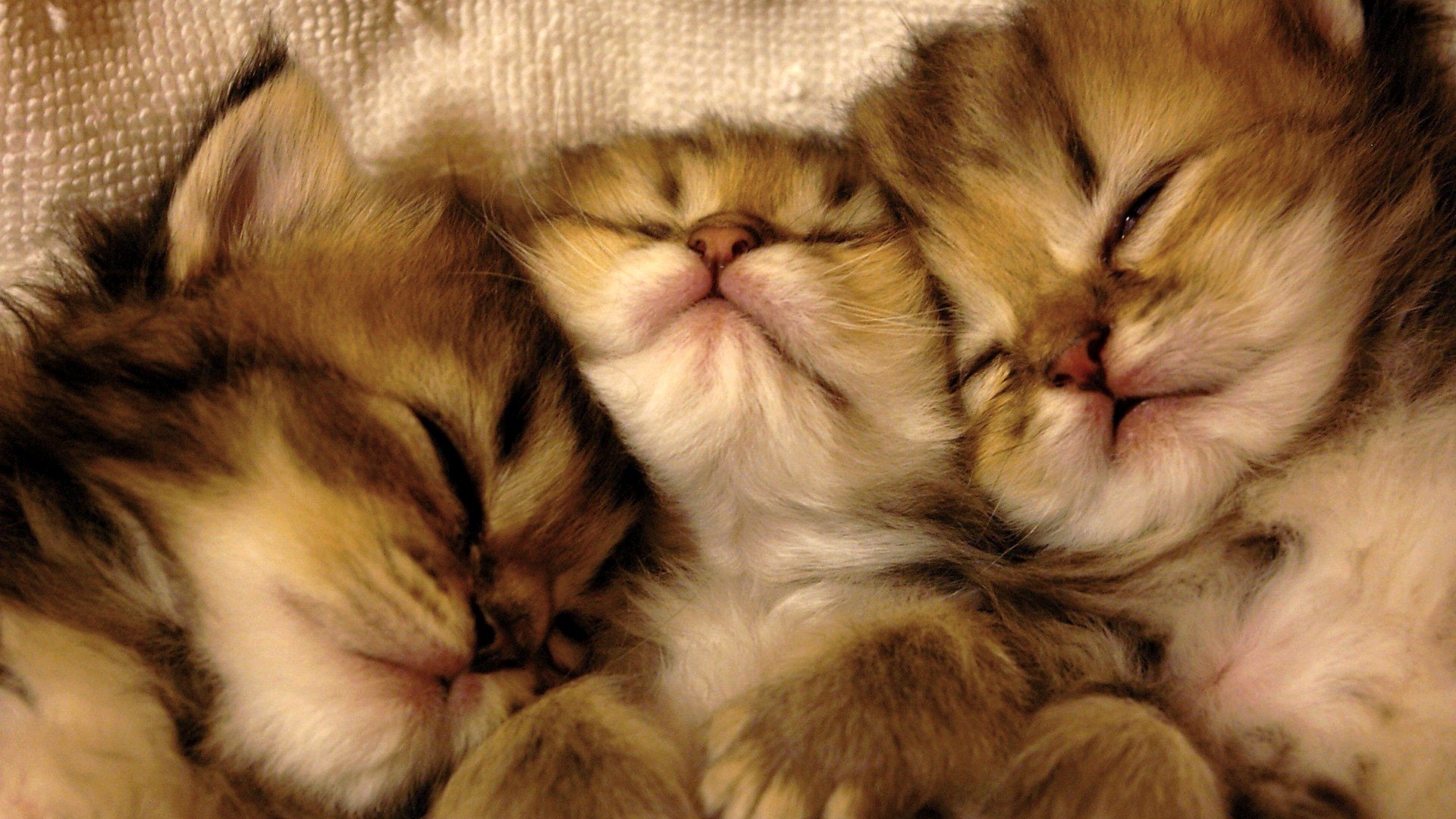 PCデスクトップに動物, ネコ, 猫, 子猫, 閉じる, 睡眠, 可愛い画像を無料でダウンロード