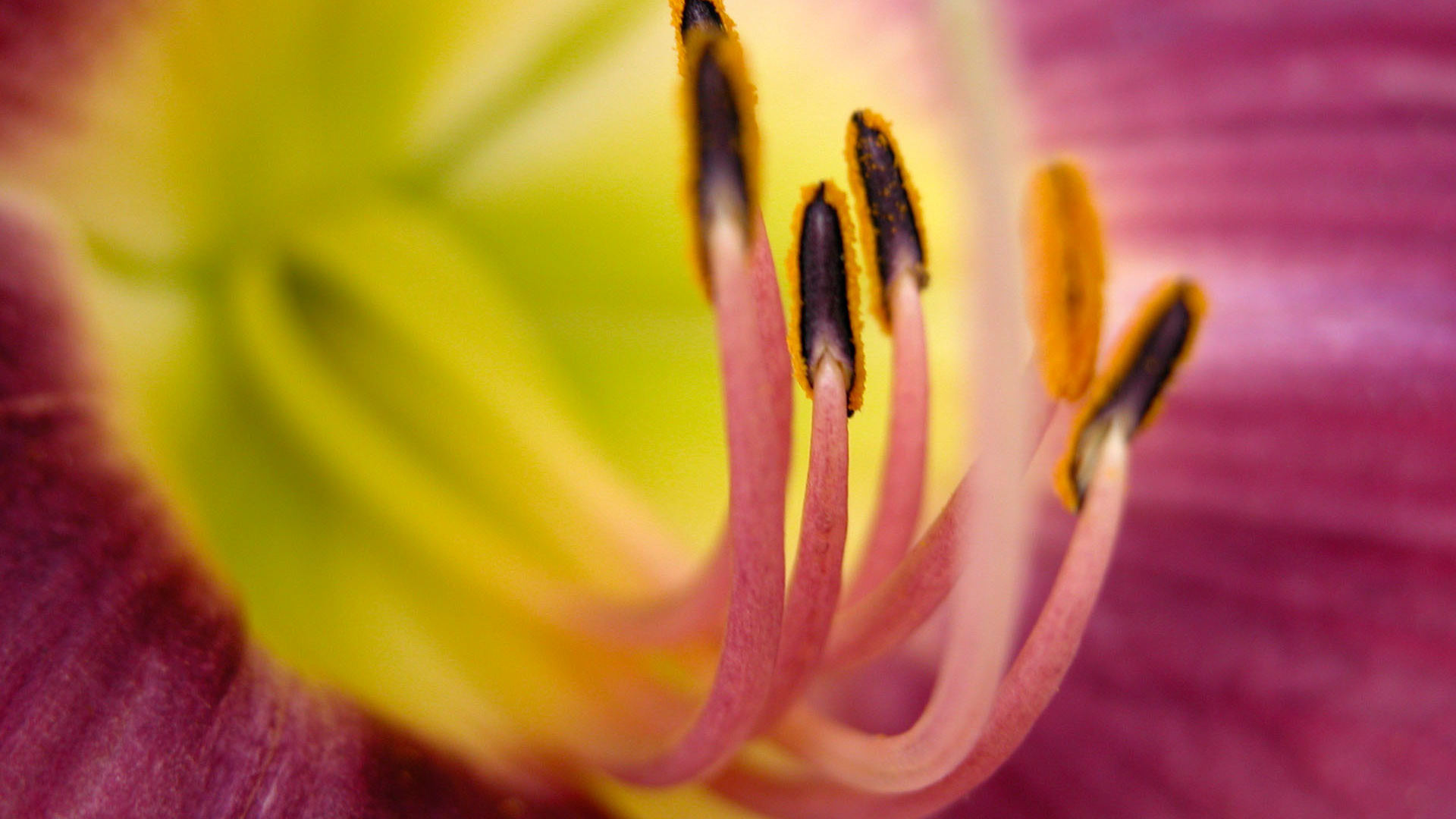 Téléchargez des papiers peints mobile Fleurs, Fleur, Terre/nature gratuitement.