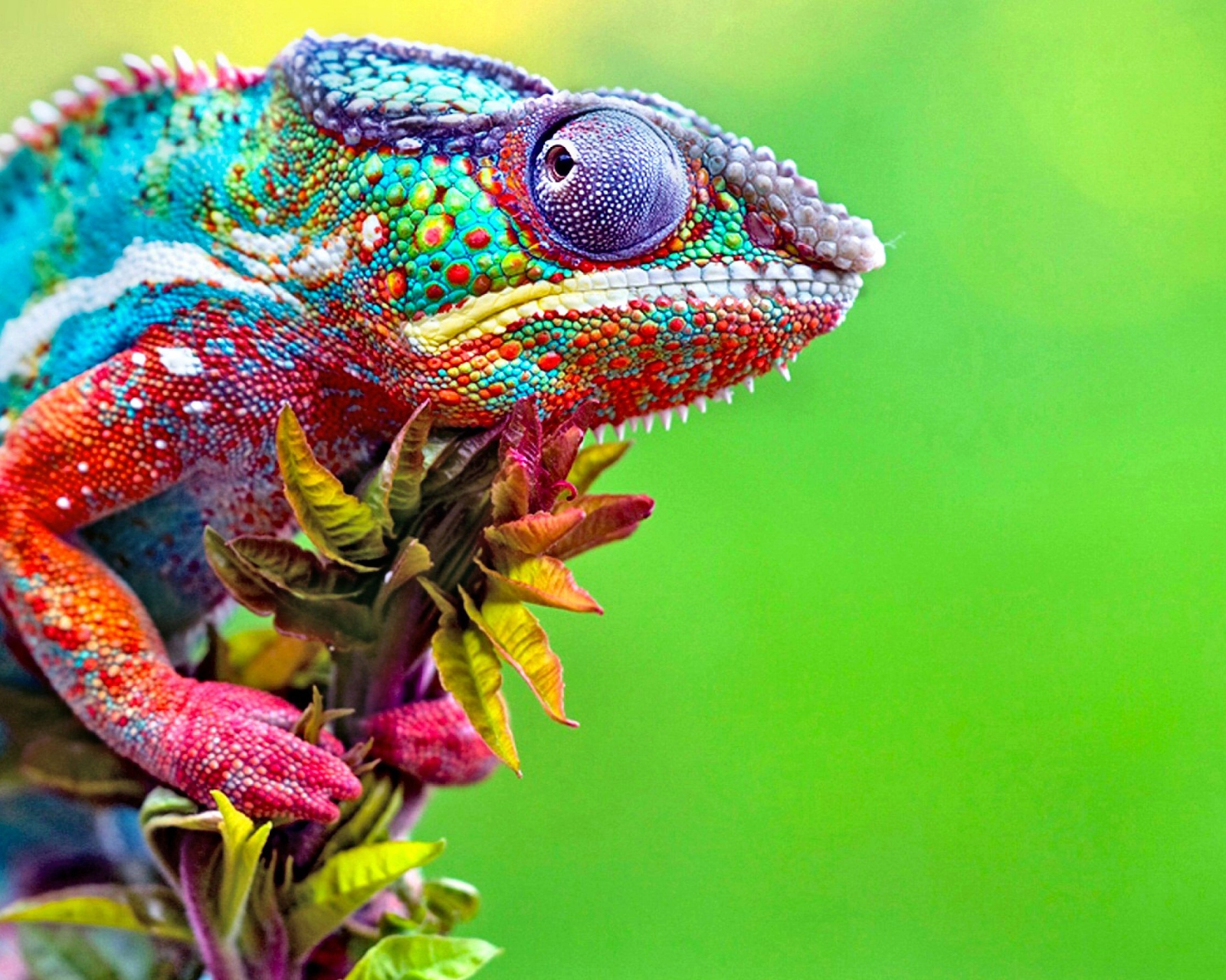 Free download wallpaper Animal, Lizard, Chameleon, Colorful, Reptiles on your PC desktop
