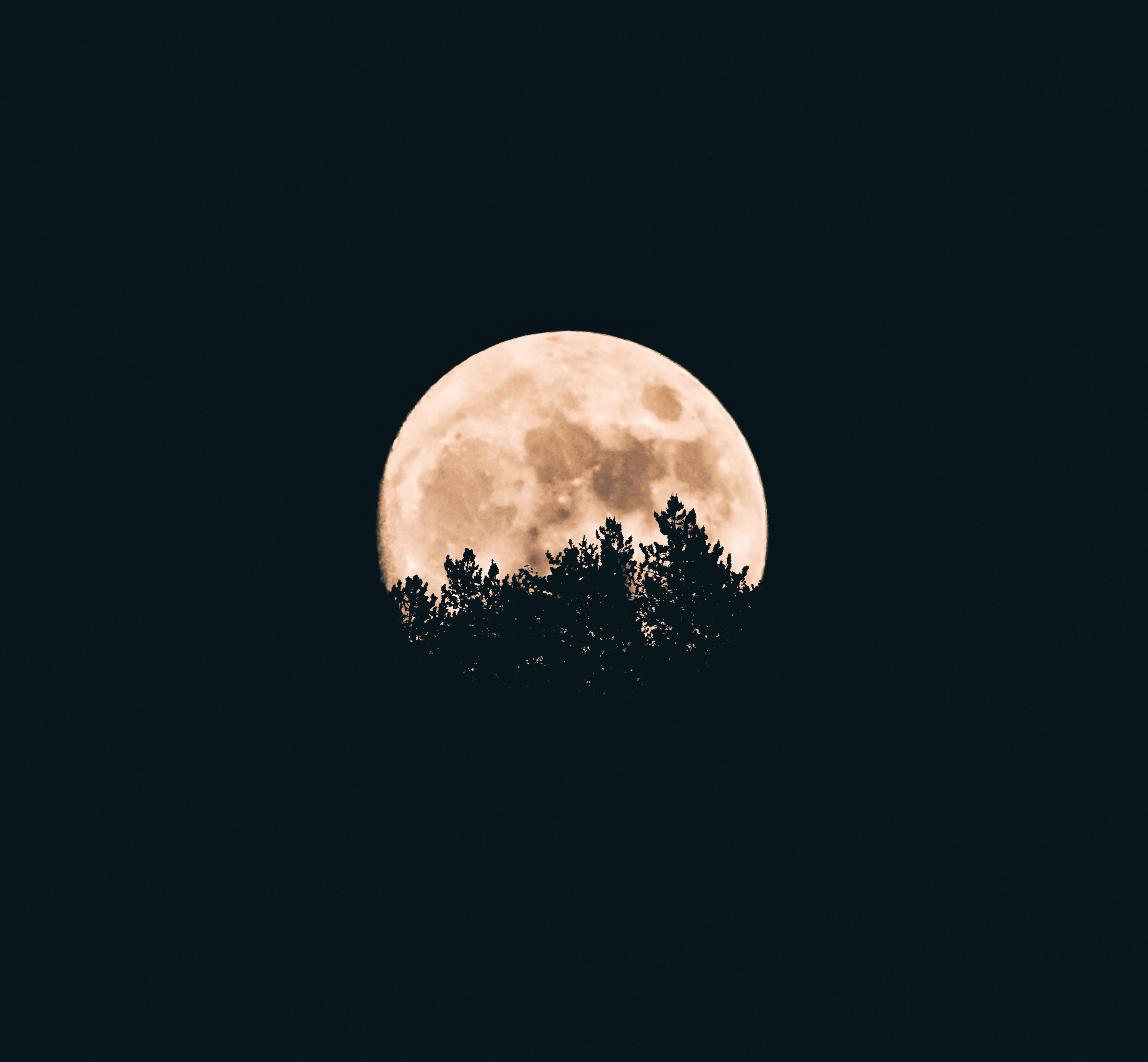 68194 descargar imagen luna, negro, árboles, oscuro, noche: fondos de pantalla y protectores de pantalla gratis