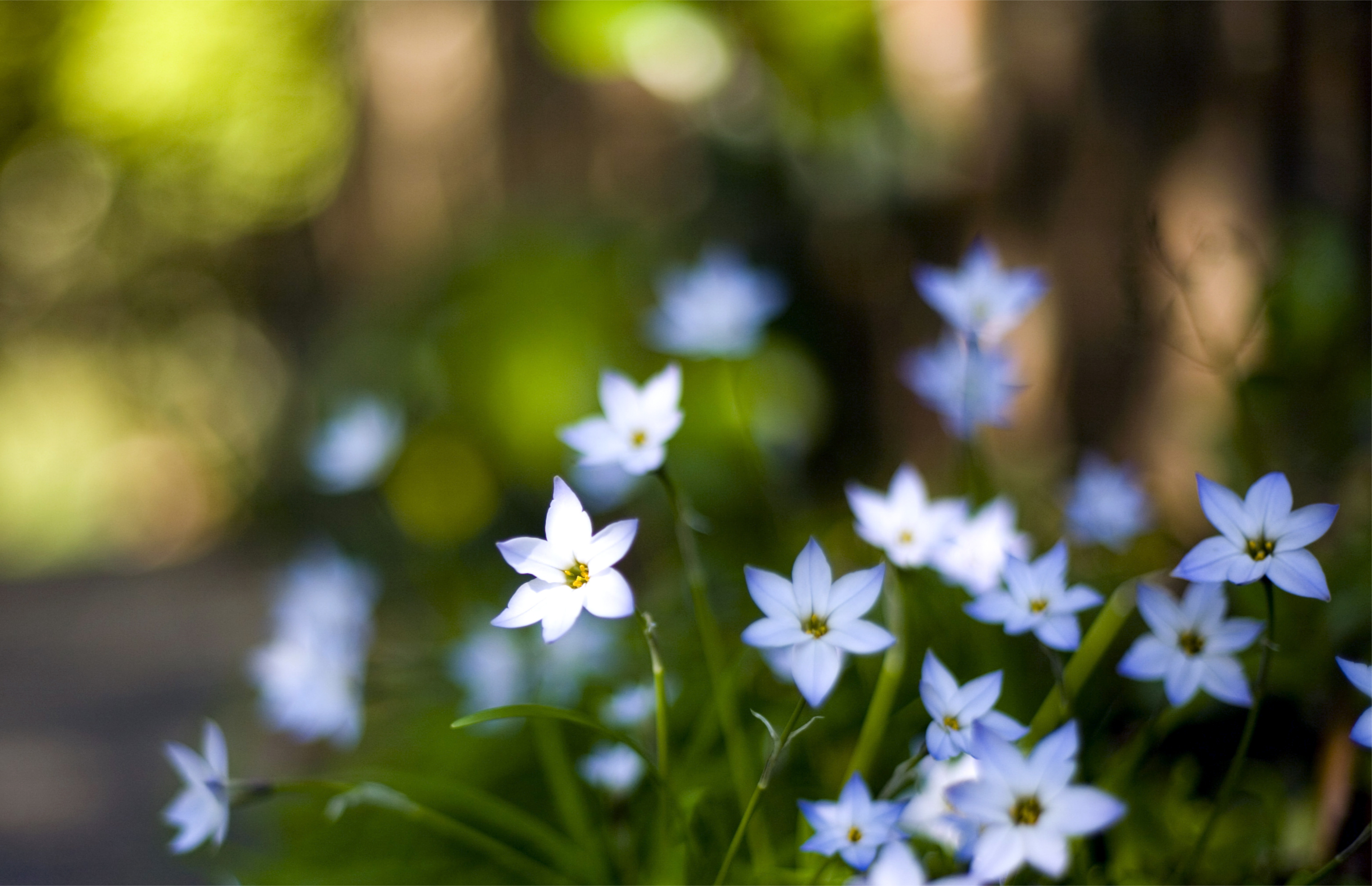 Descarga gratis la imagen Flores, Flor, Tierra/naturaleza en el escritorio de tu PC