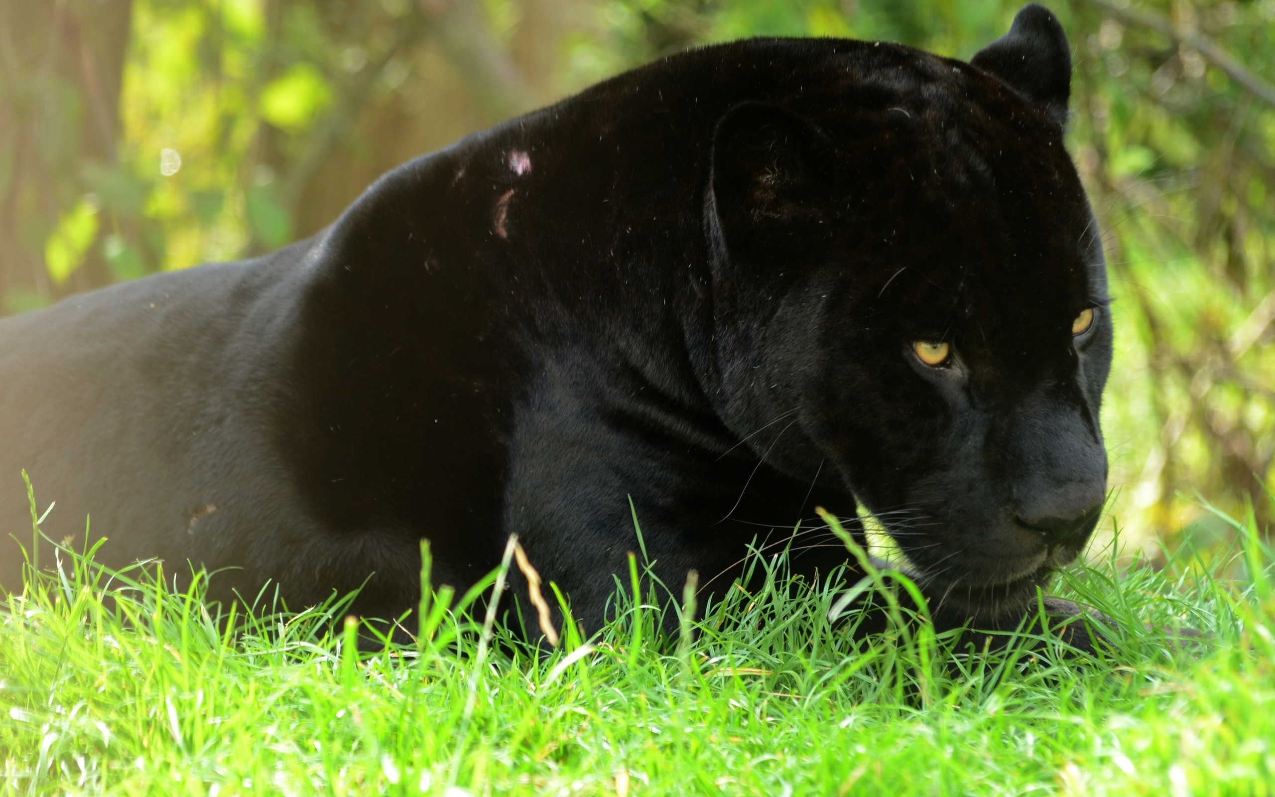 Скачати мобільні шпалери Чорна Пантера, Коти, Тварина безкоштовно.