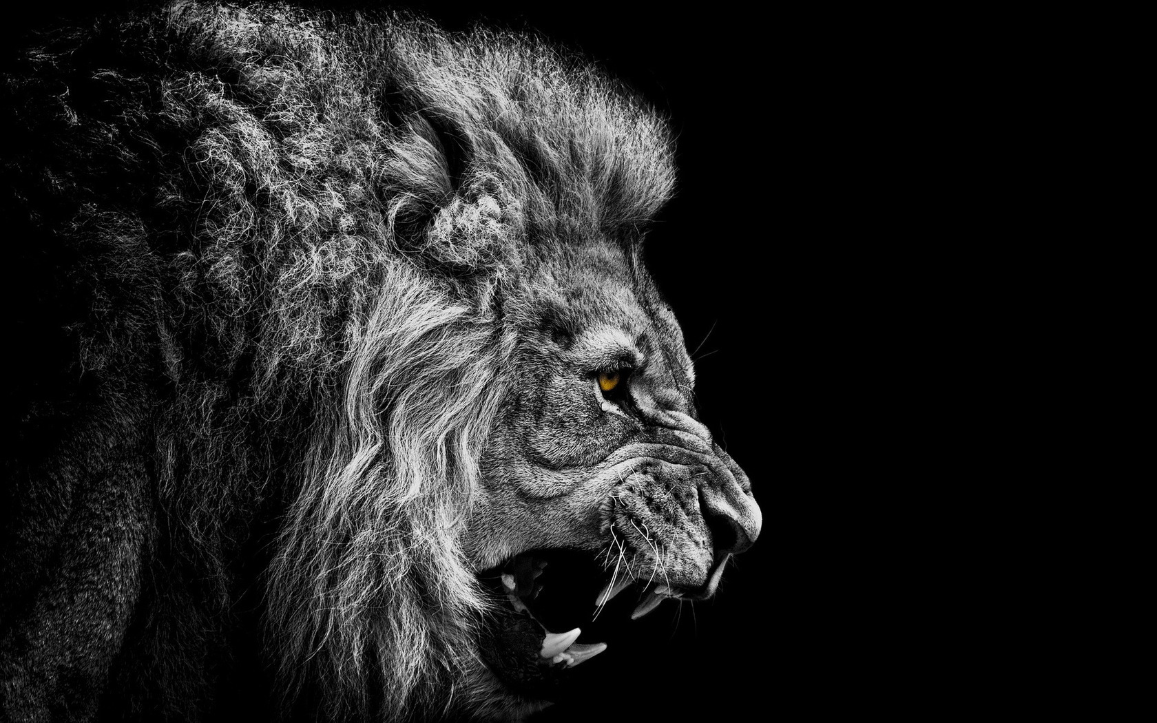 lions, animals, gray, art photo