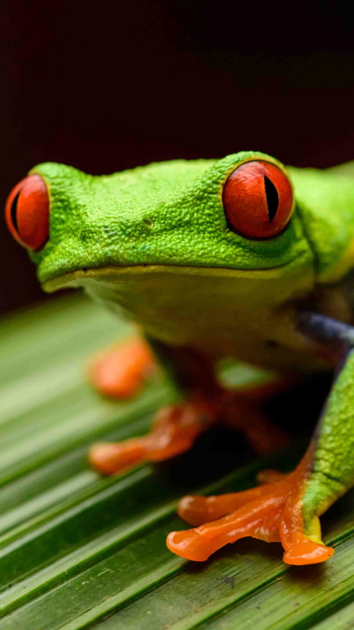 Download mobile wallpaper Frogs, Animal, Red Eyed Tree Frog for free.