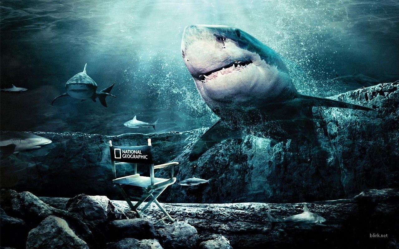 19398 télécharger le fond d'écran sharks, animaux, mer, poissons, turquoise - économiseurs d'écran et images gratuitement