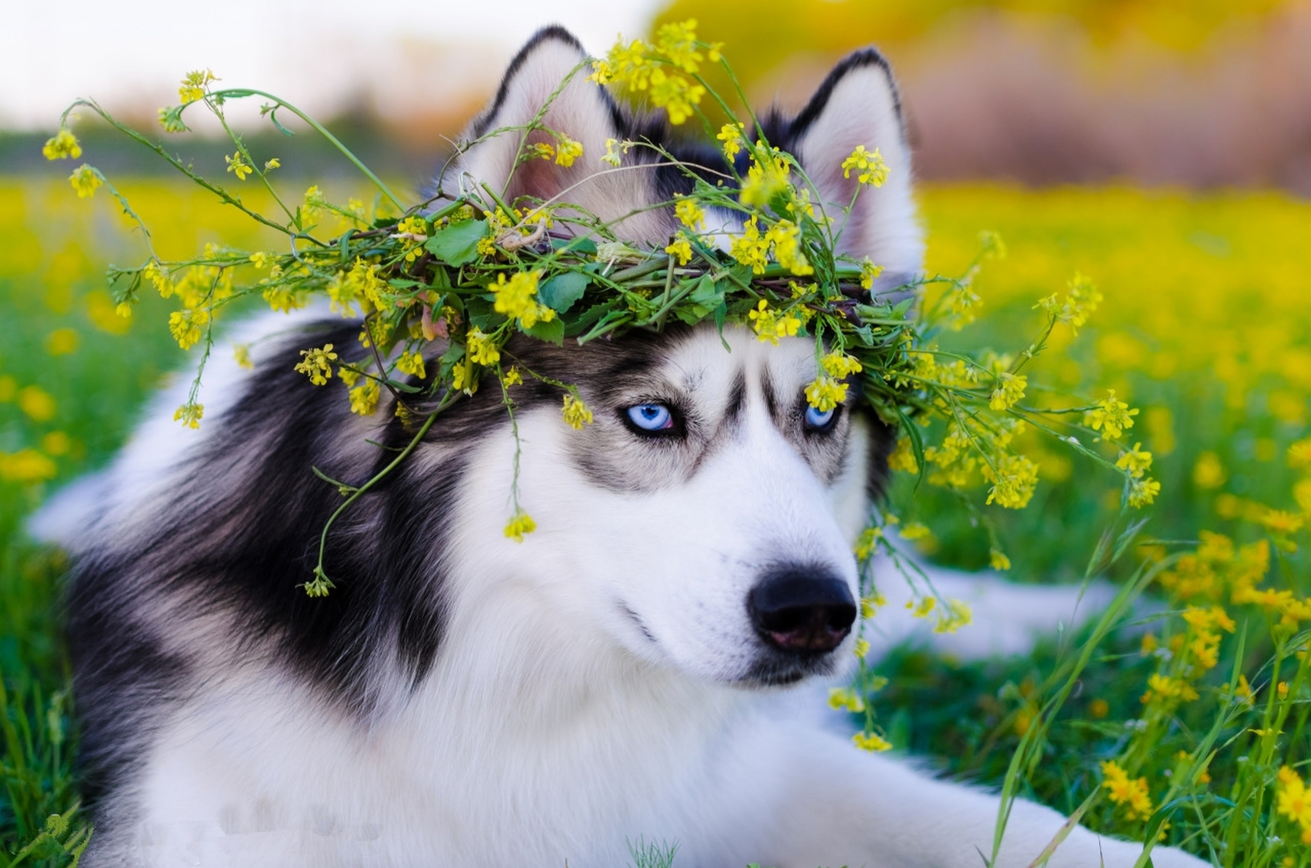 Laden Sie das Tiere, Hunde, Hund, Sibirischer Husky, Schlittenhund-Bild kostenlos auf Ihren PC-Desktop herunter
