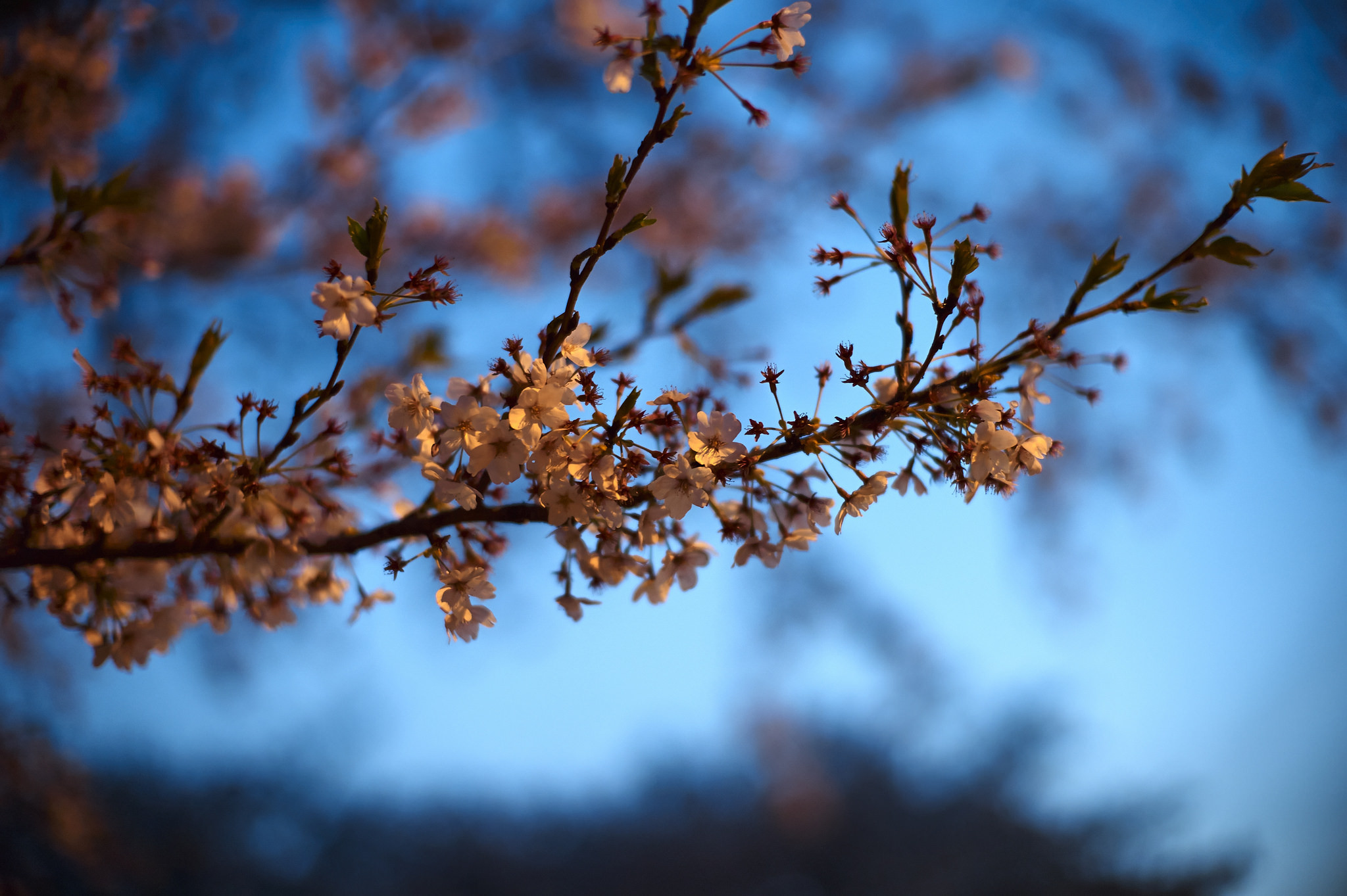 Download mobile wallpaper Nature, Flowers, Blur, Close Up, Branch, Earth, Cherry Blossom, White Flower, Blossom for free.