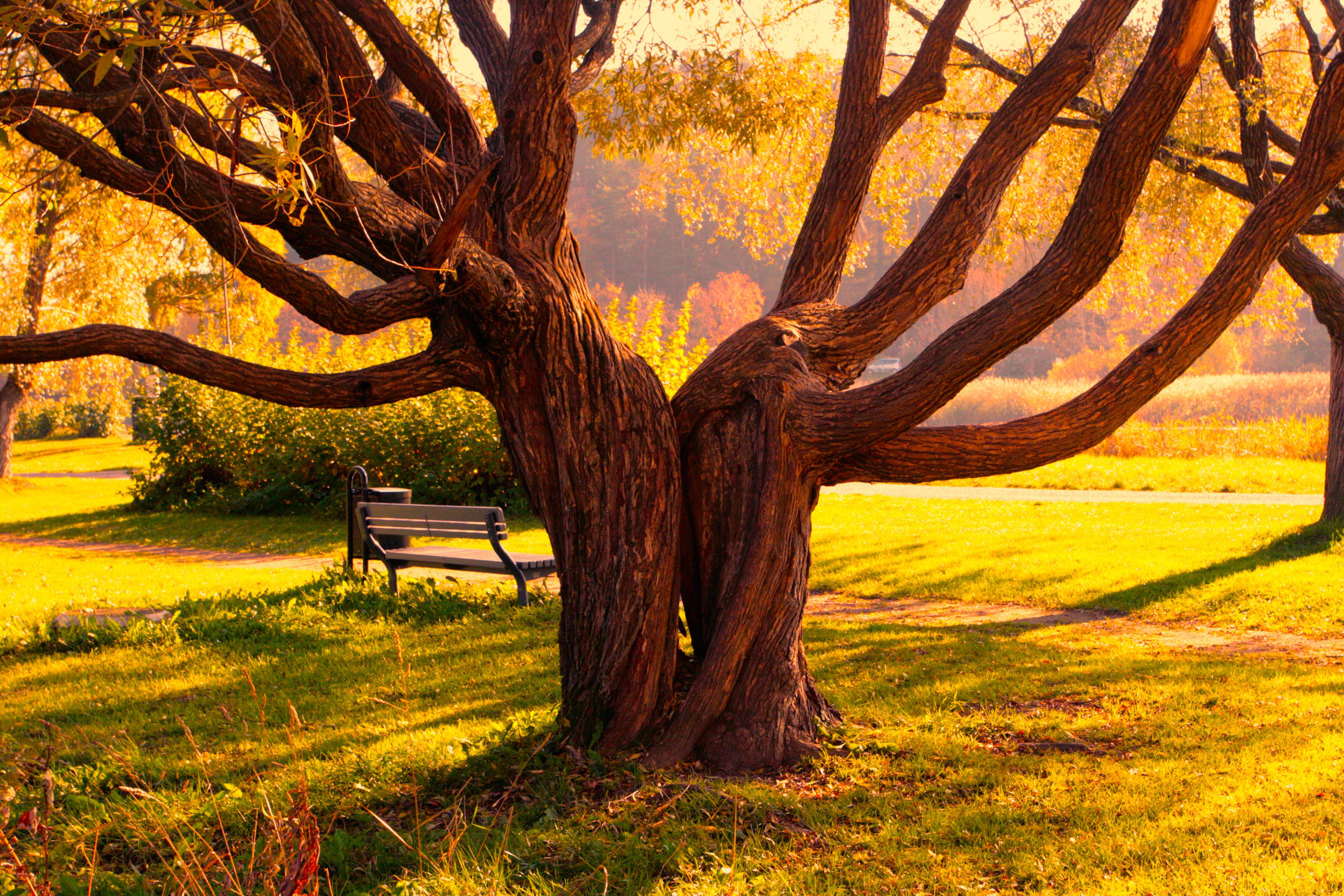 nature, bench, wood, tree, plexus, halves High Definition image
