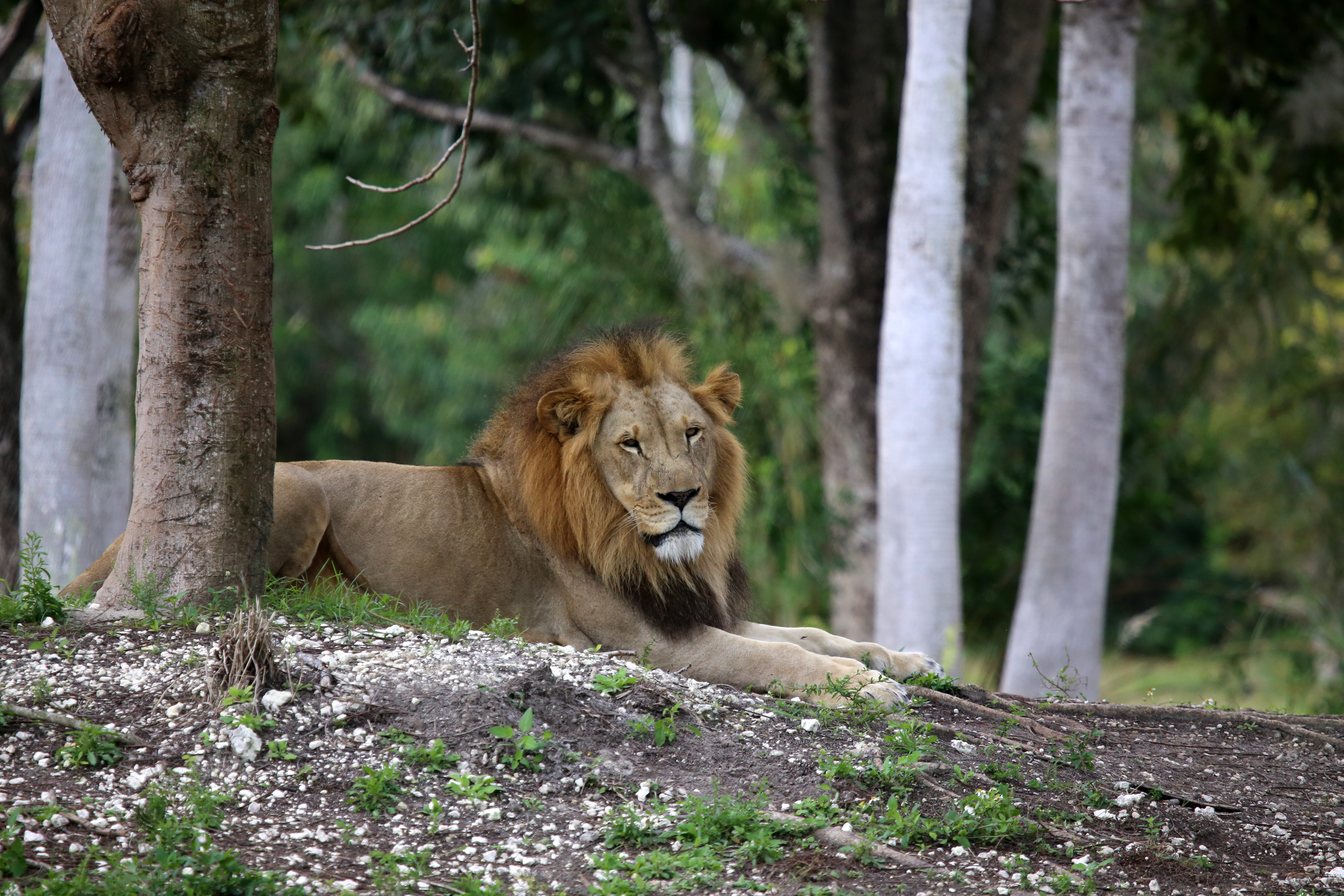 70511 descargar fondo de pantalla animales, árboles, un leon, león, gato grande, rey de las bestias: protectores de pantalla e imágenes gratis