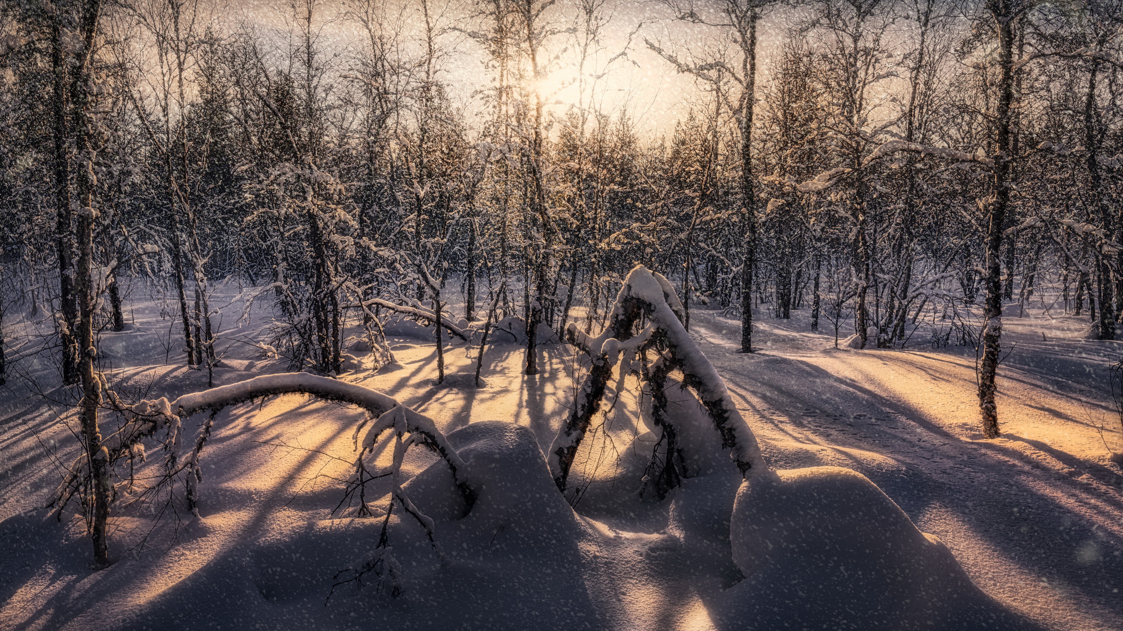 Téléchargez des papiers peints mobile Hiver, Forêt, Terre/nature, Neiger gratuitement.