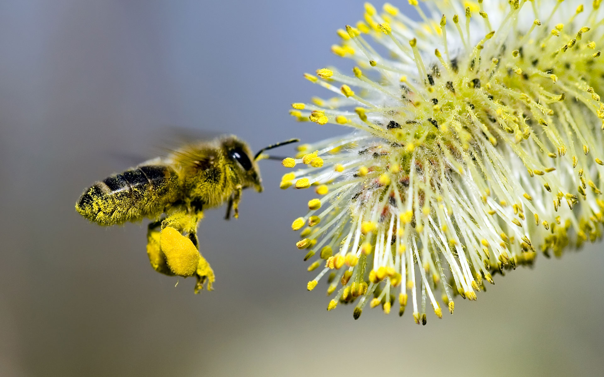 Скачать обои бесплатно Животные, Цветок, Насекомое, Пчела, Макрос картинка на рабочий стол ПК