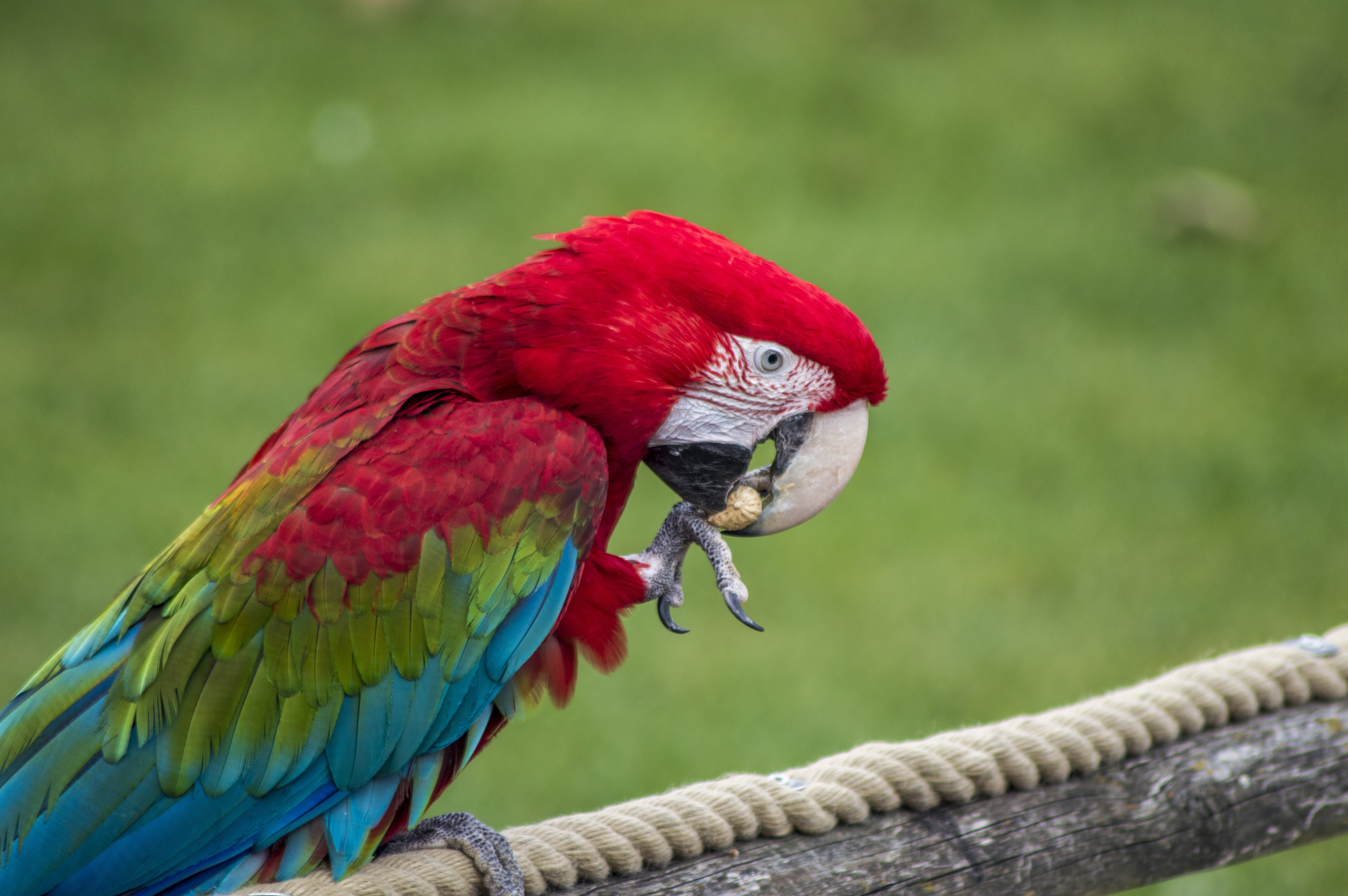 Free download wallpaper Animals, Beak, Feather, Bird, Color, Parrots on your PC desktop