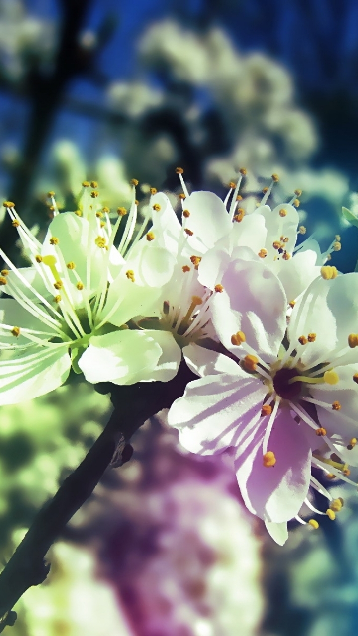 Download mobile wallpaper Flowers, Flower, Earth, Pastel, Blossom for free.
