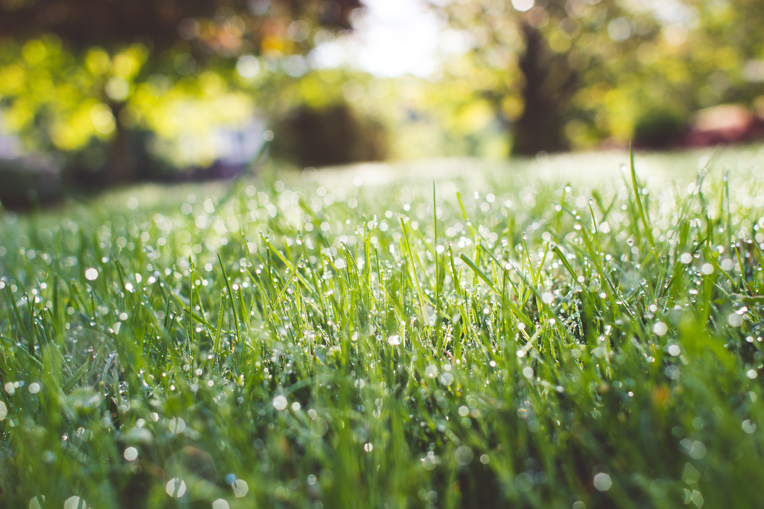 Download mobile wallpaper Nature, Grass, Earth, Greenery, Depth Of Field, Dew Drop for free.