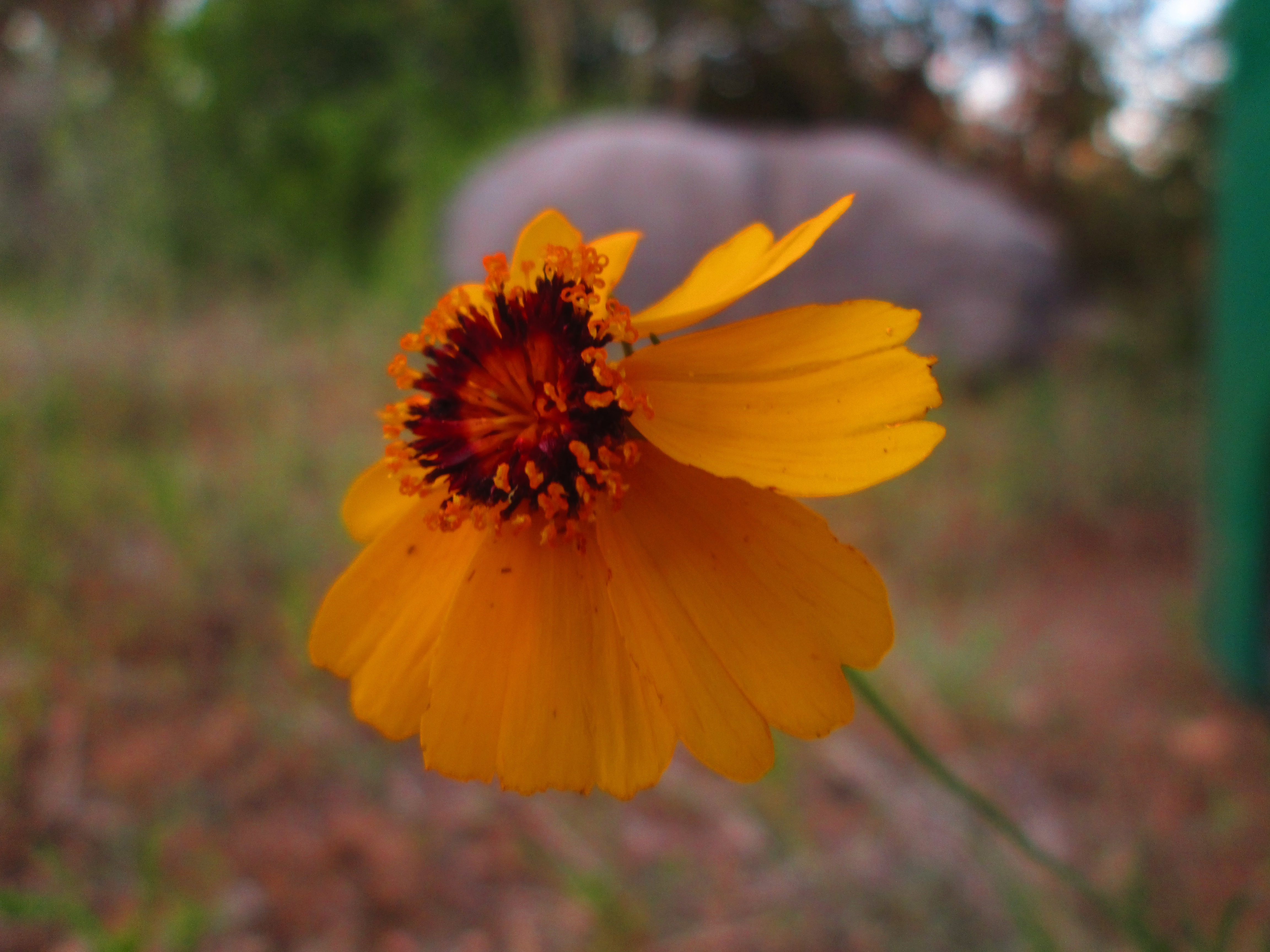 Baixe gratuitamente a imagem Flores, Flor, Terra/natureza na área de trabalho do seu PC