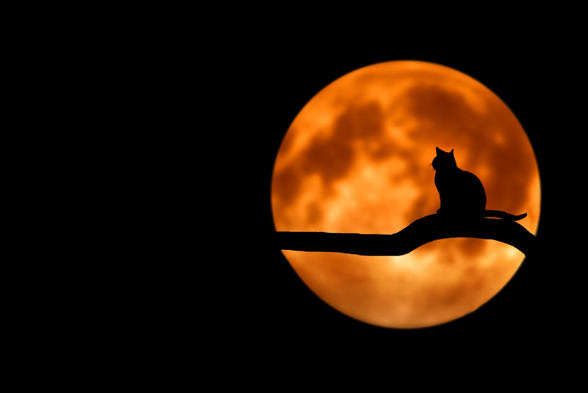 無料モバイル壁紙動物, シルエット, ネコ, 猫, 満月をダウンロードします。
