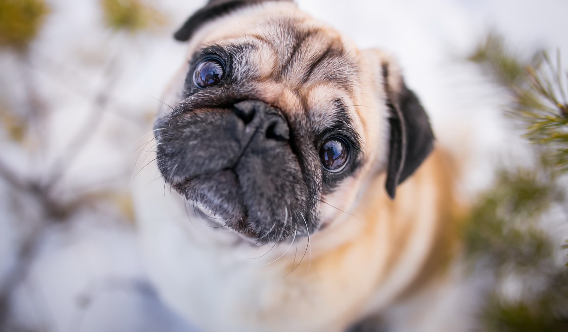 Download mobile wallpaper Dogs, Dog, Muzzle, Animal, Pug, Stare for free.