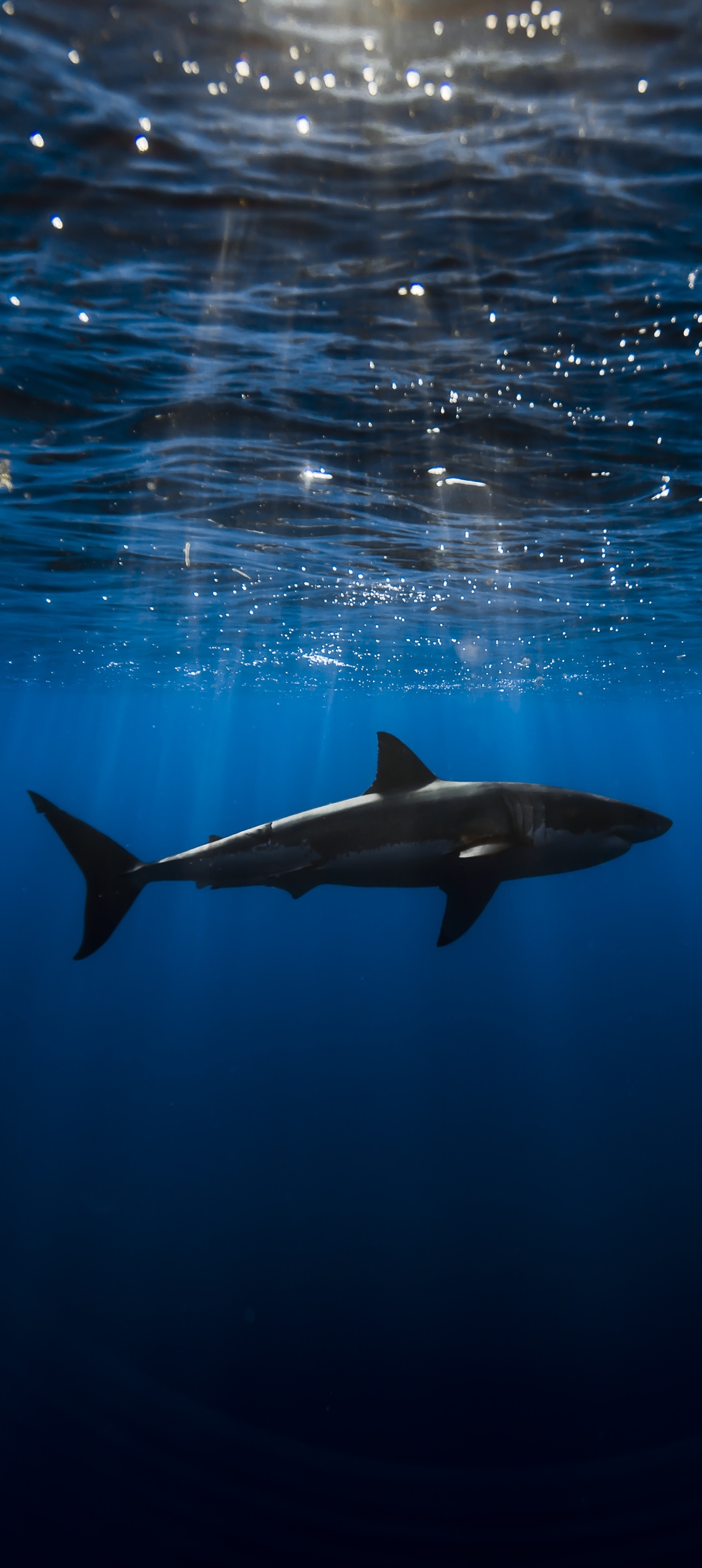 Téléchargez des papiers peints mobile Animaux, Sous Marin, Requin, Sous L'eau, Les Requins gratuitement.