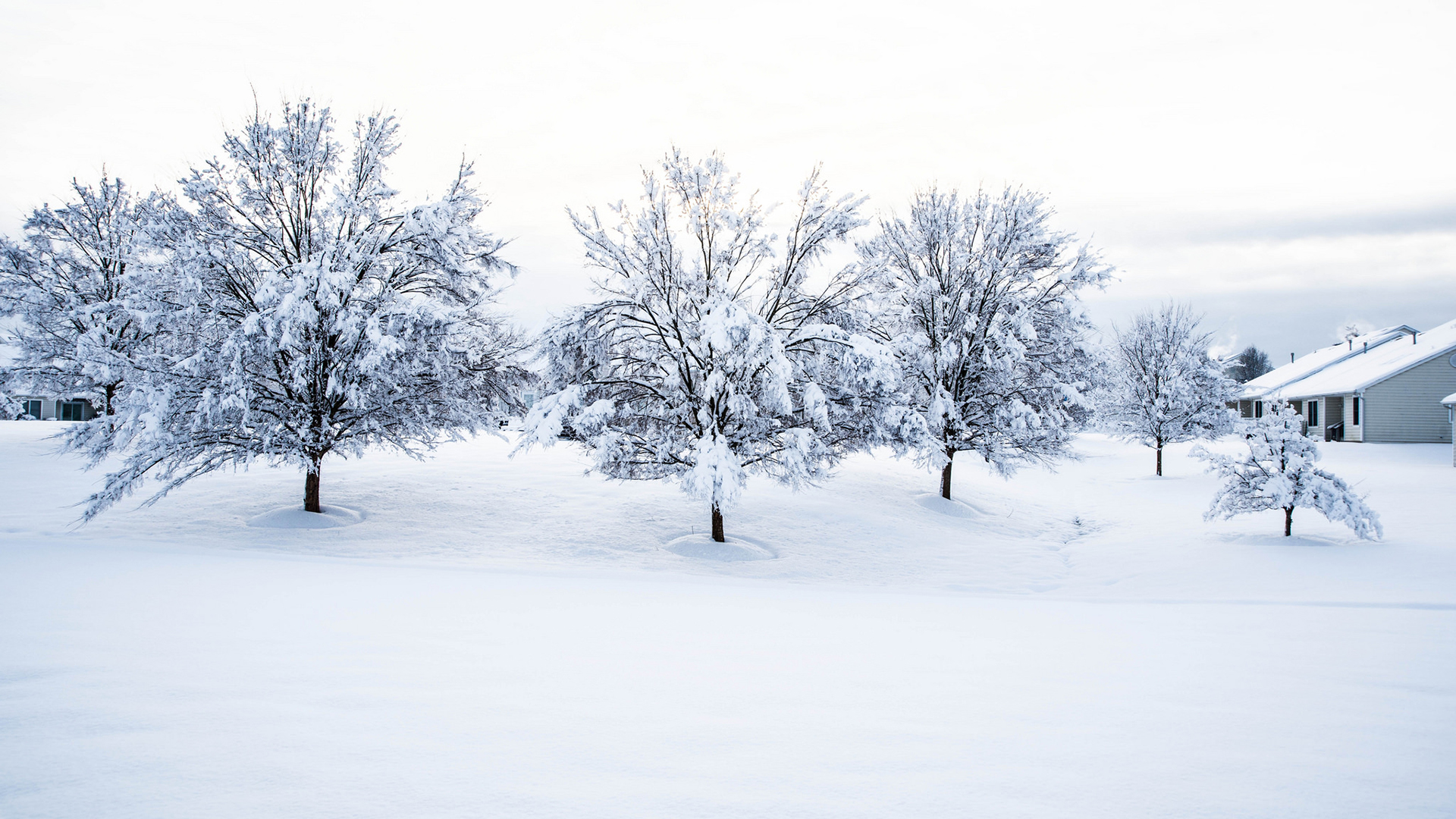 PCデスクトップに冬, 木, 雪, 地球, 写真撮影画像を無料でダウンロード