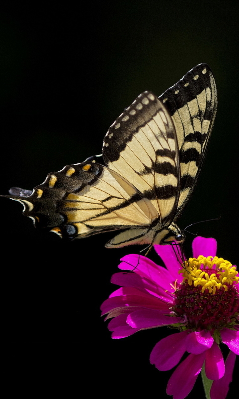Скачати мобільні шпалери Квітка, Метелик, Тварина, Фіолетова Квітка, Впритул безкоштовно.