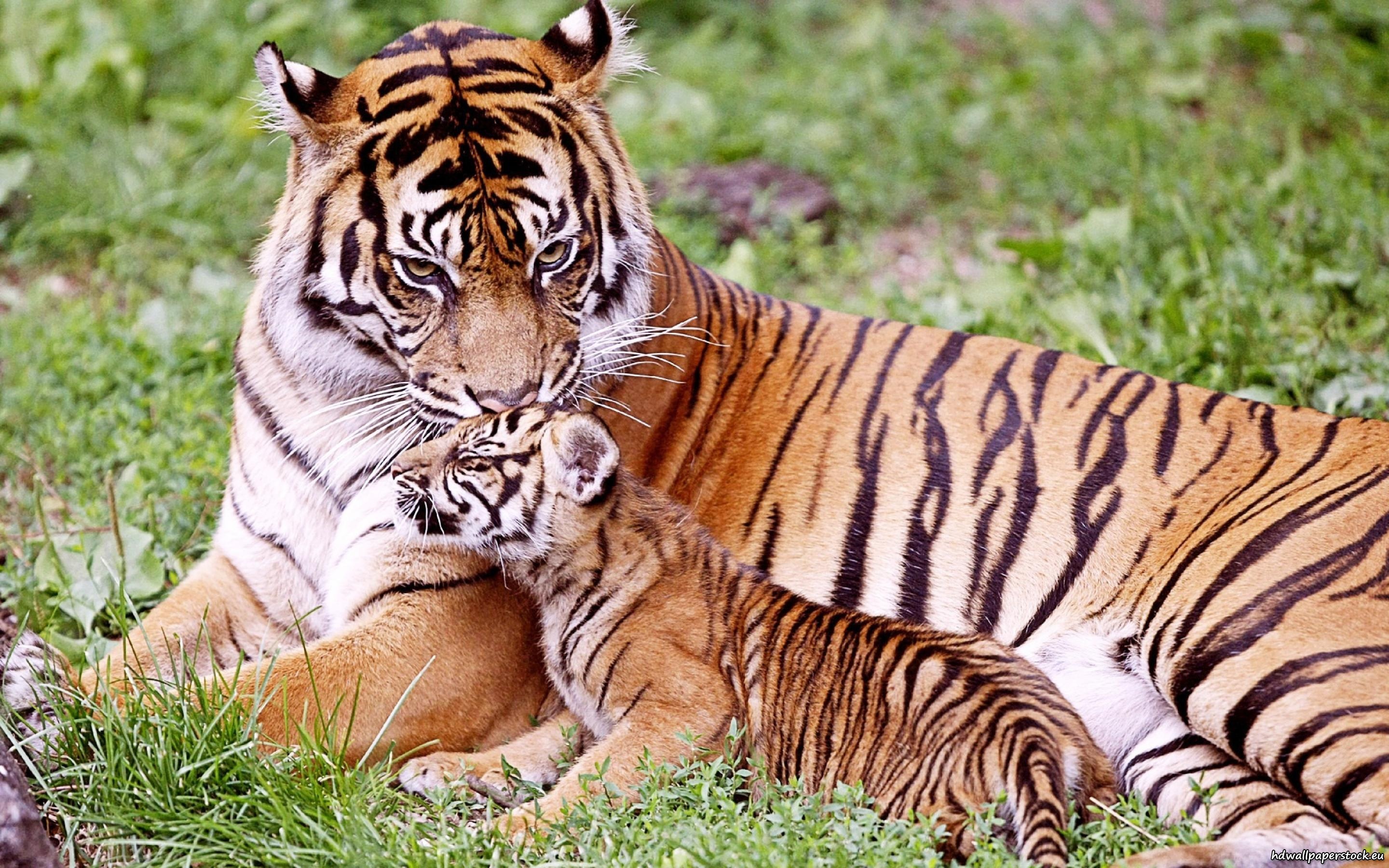 Baixar papel de parede para celular de Animais, Tigre gratuito.