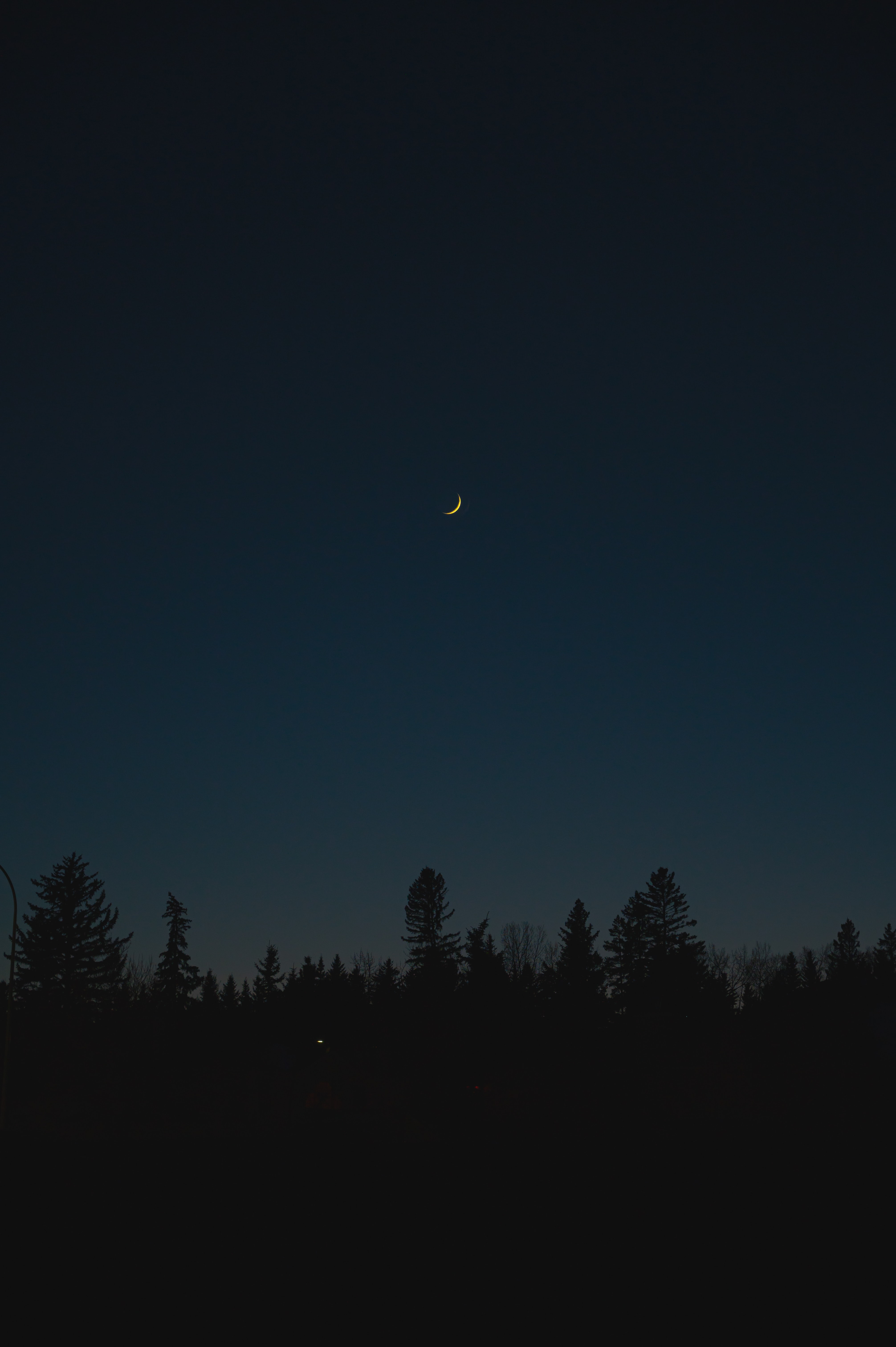 60619 descargar imagen árboles, noche, luna, oscuro, siluetas: fondos de pantalla y protectores de pantalla gratis