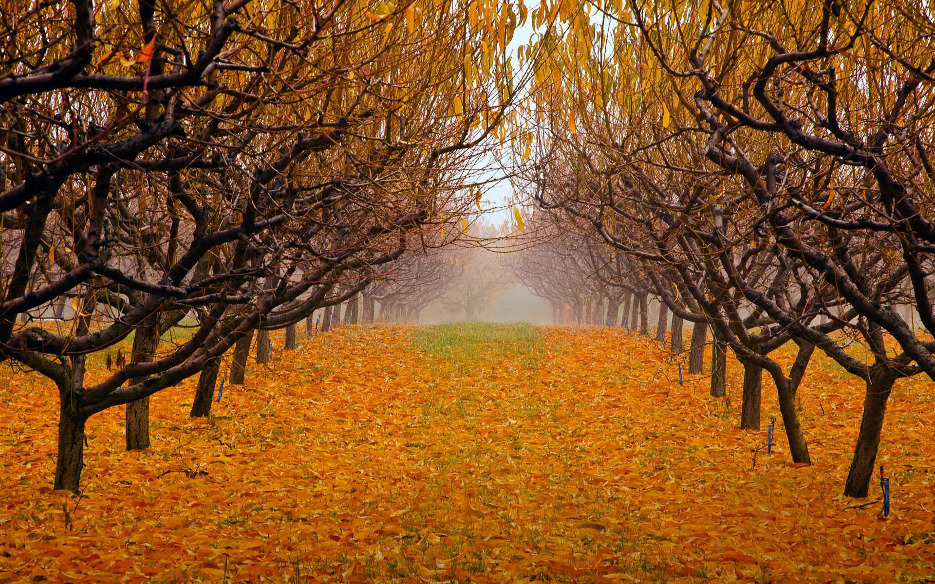 Baixe gratuitamente a imagem Outono, Caminho, Árvore, Terra/natureza, Arborizado na área de trabalho do seu PC