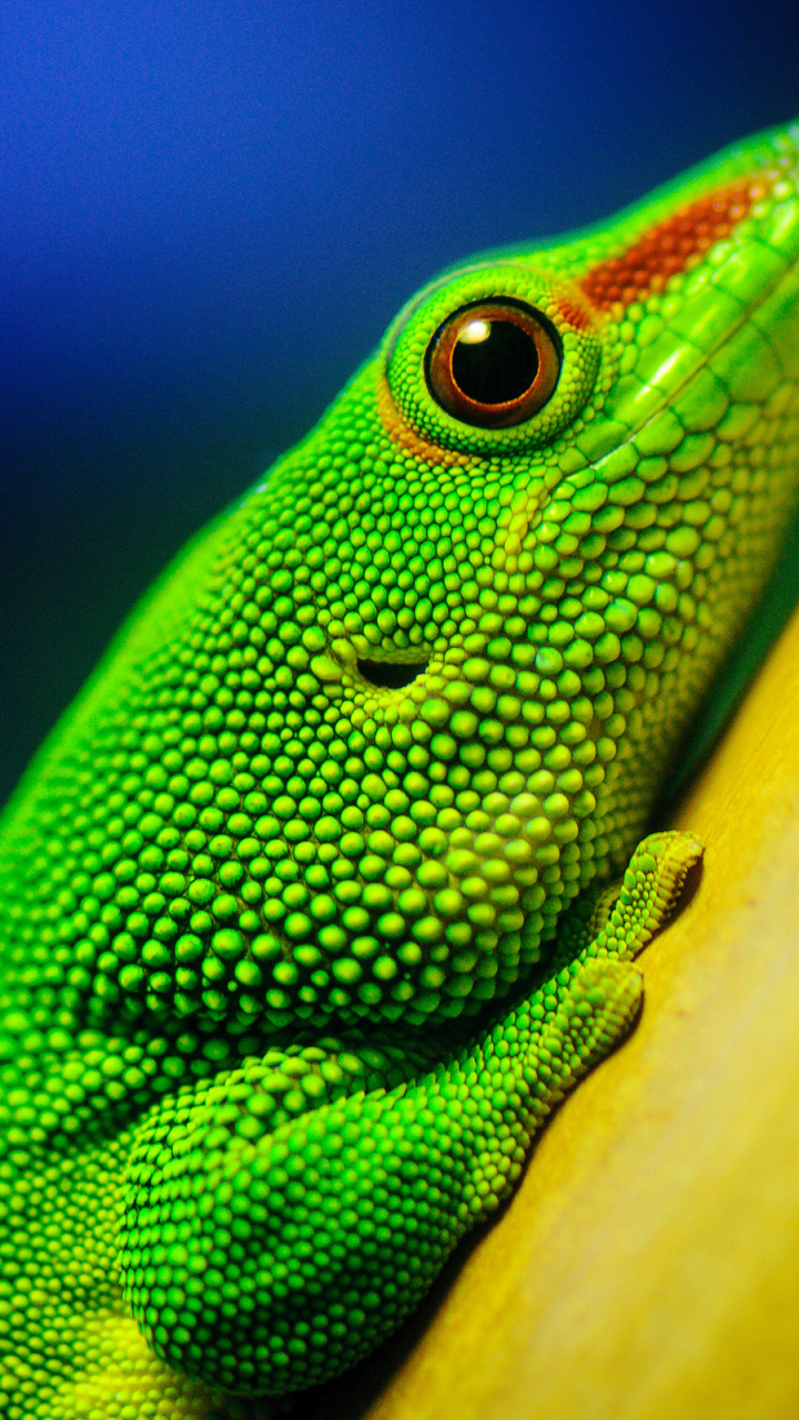 Handy-Wallpaper Tiere, Reptilien, Gecko kostenlos herunterladen.
