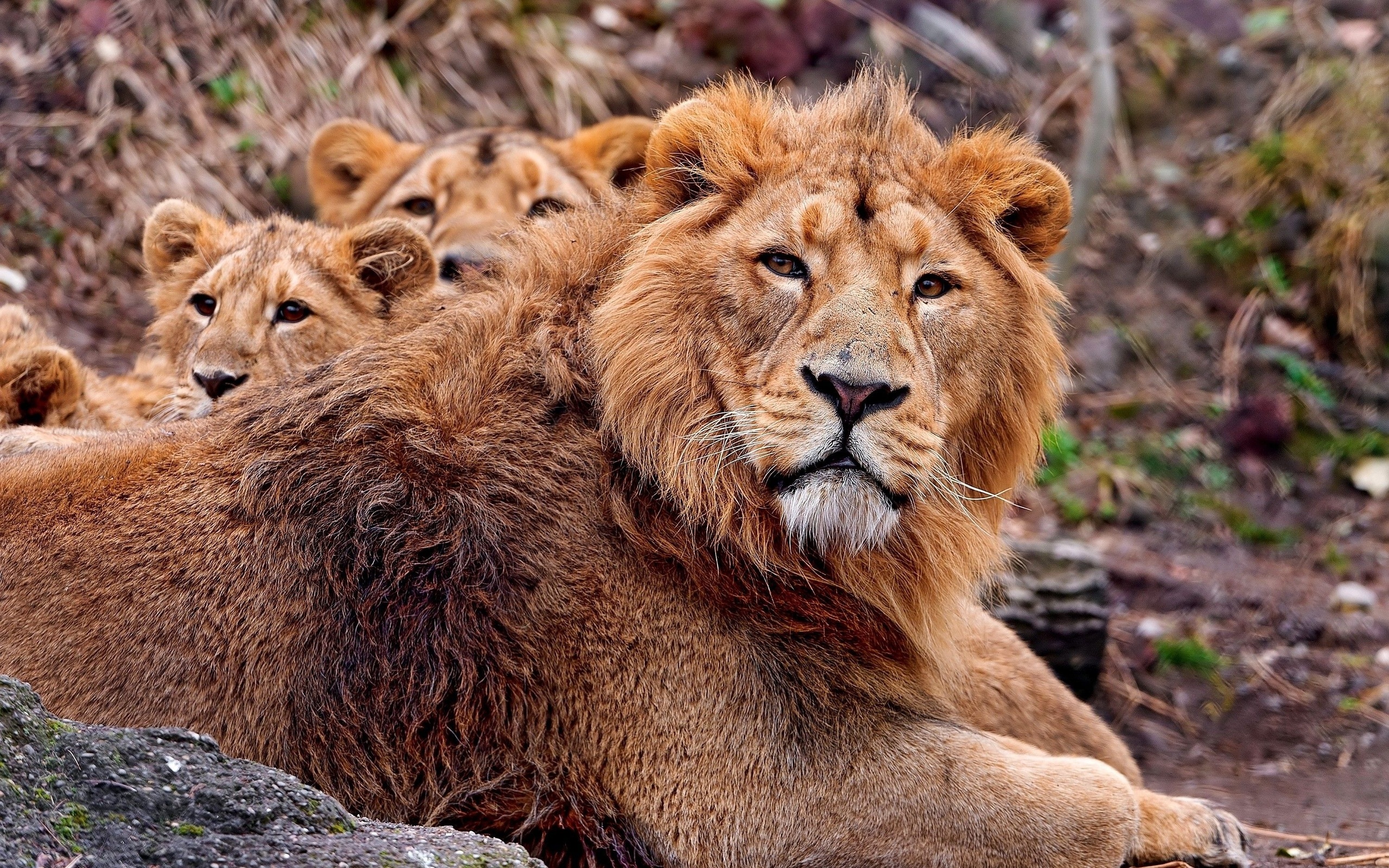 Téléchargez des papiers peints mobile Lion, Chats, Animaux gratuitement.