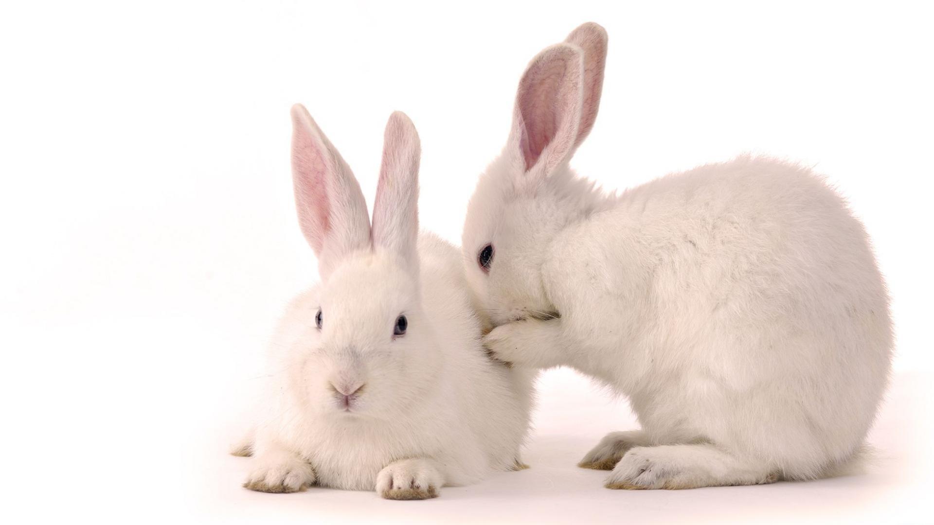rabbits, animals cellphone