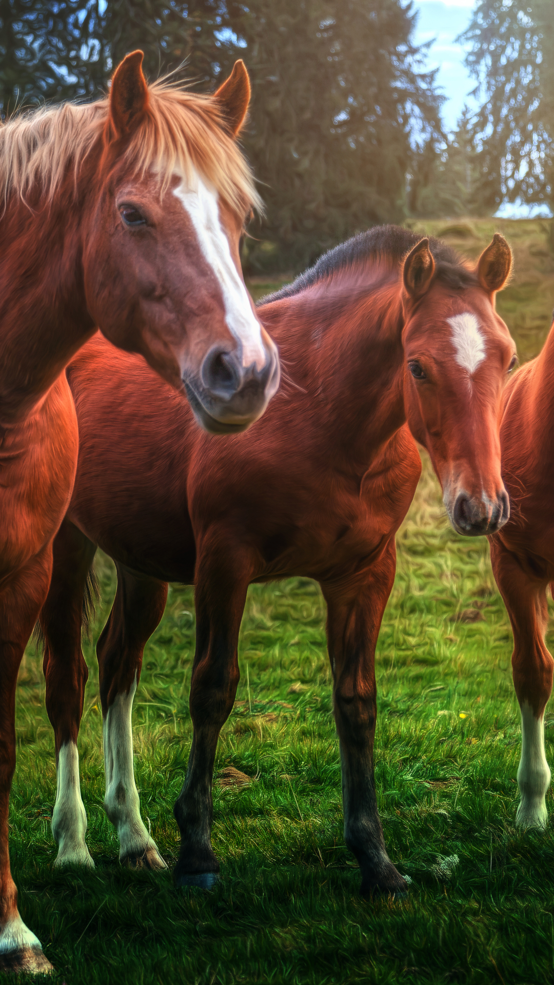 Téléchargez des papiers peints mobile Animaux, Cheval gratuitement.