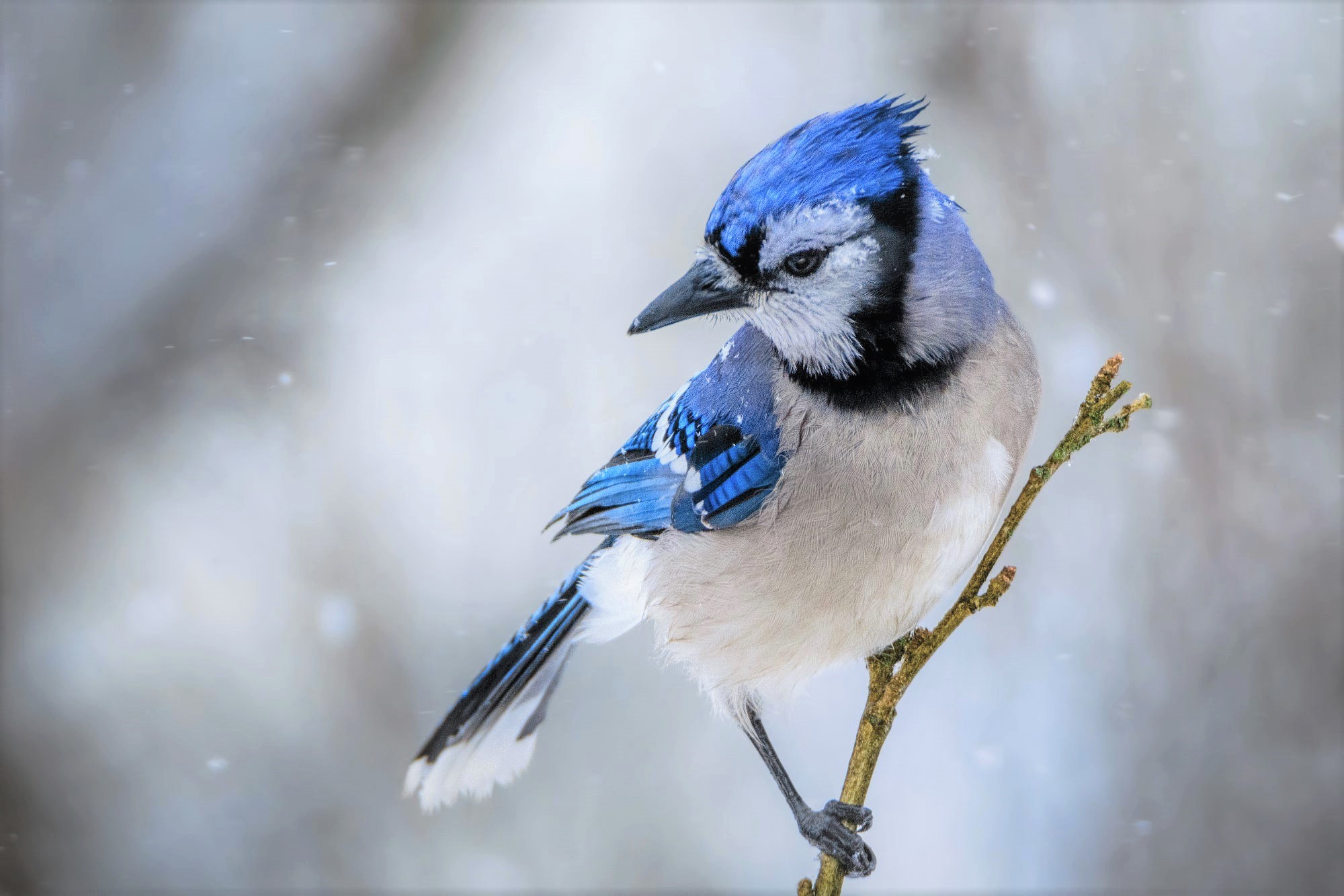 animal, blue jay, bird, snow, winter, birds
