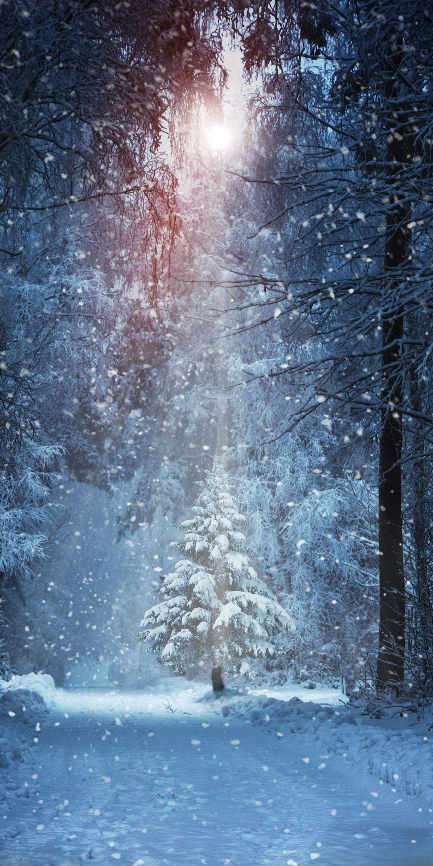 Download mobile wallpaper Winter, Snow, Forest, Earth, Path, Snowfall, Sunbeam, Sunbean for free.