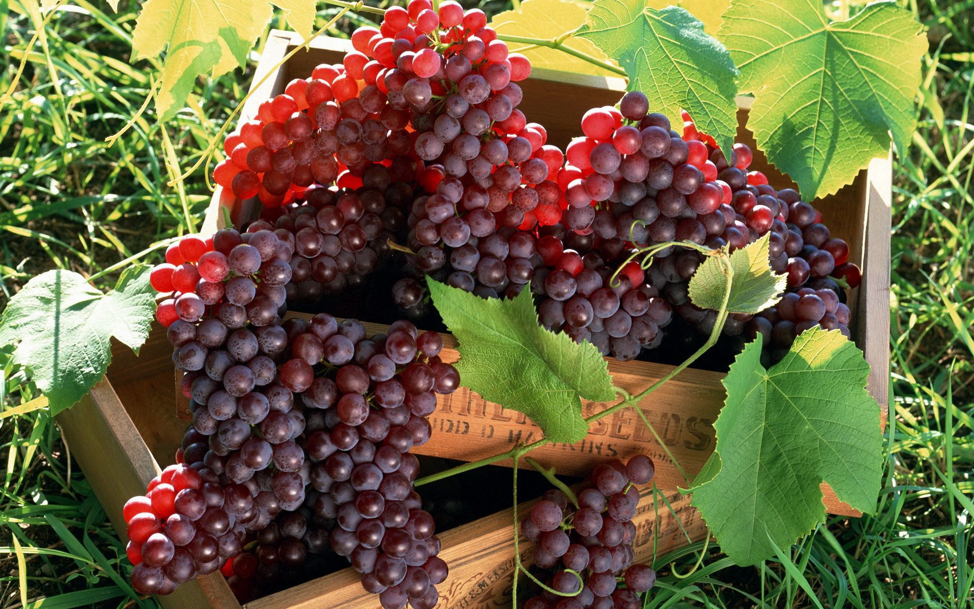 grapes, fruits, food, bunches, clusters, boxes