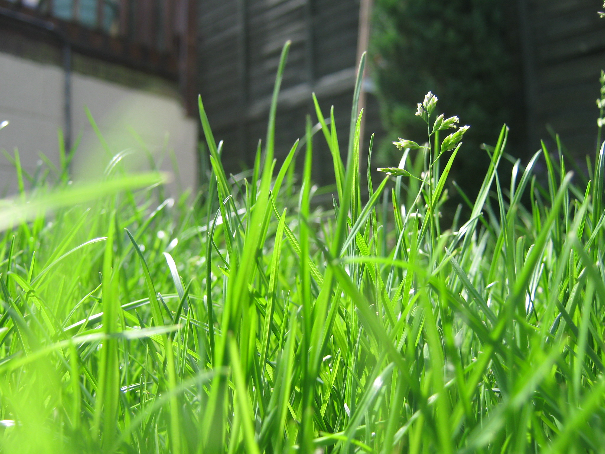 Free download wallpaper Grass, Plant, Earth on your PC desktop