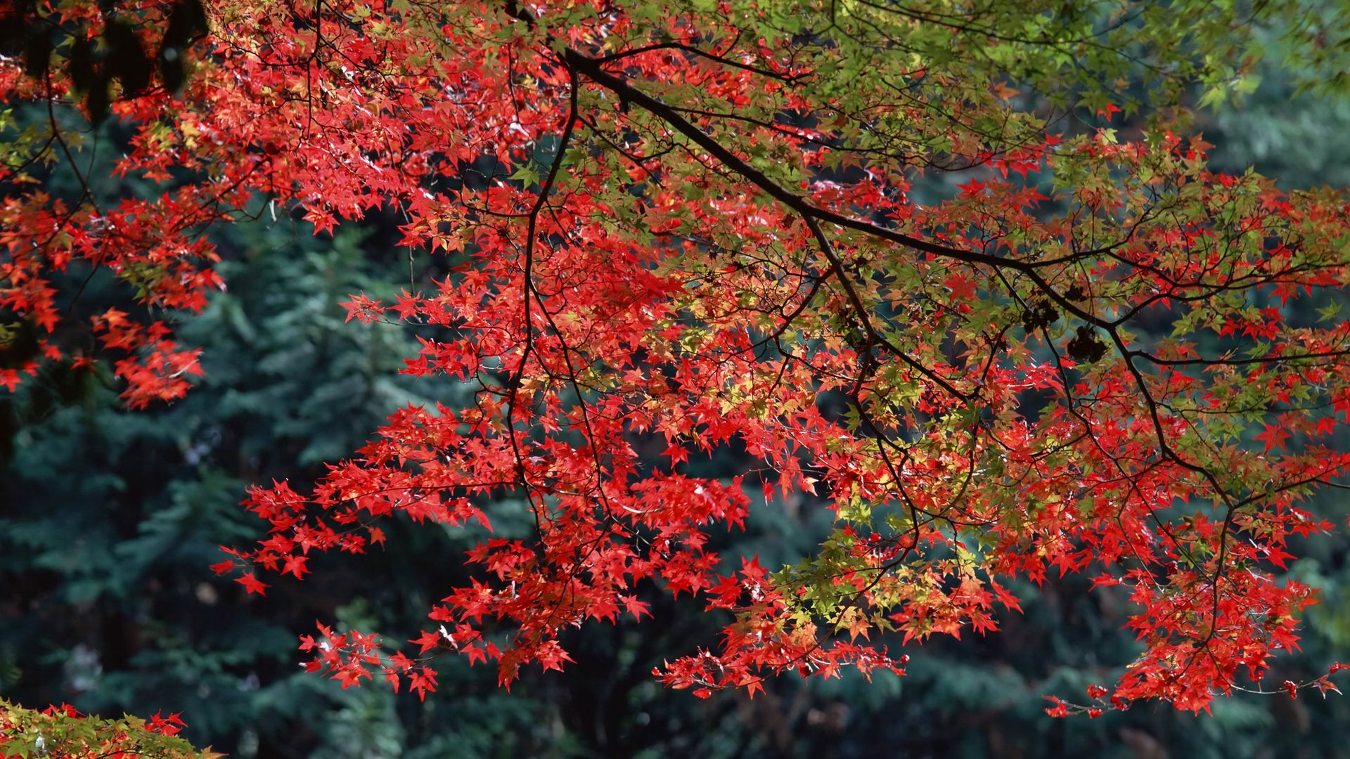 Скачать обои бесплатно Осень, Лес, Земля/природа, Ответвляться картинка на рабочий стол ПК