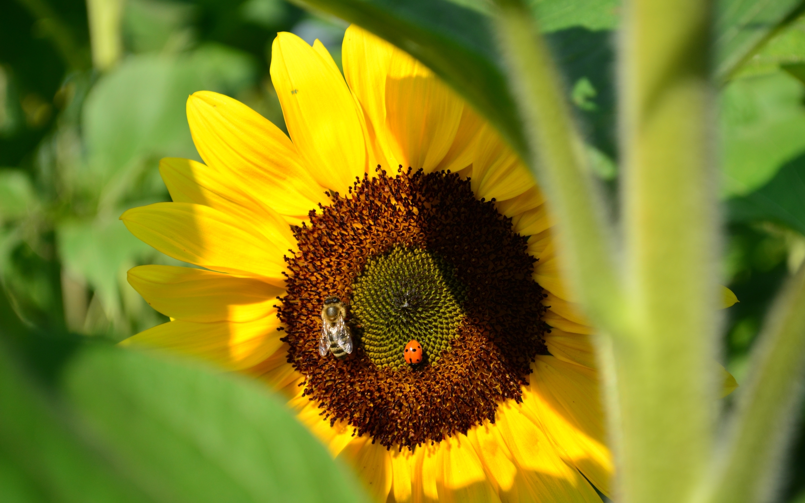 plants, flowers, insects, sunflowers, bees, ladybugs