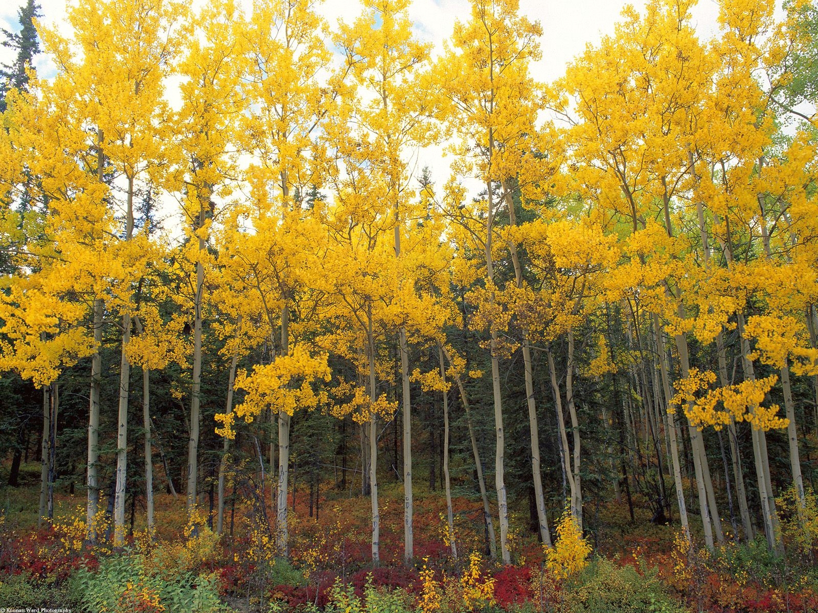 Descarga gratis la imagen Paisaje, Naturaleza, Bosque, Árbol, Tierra/naturaleza en el escritorio de tu PC