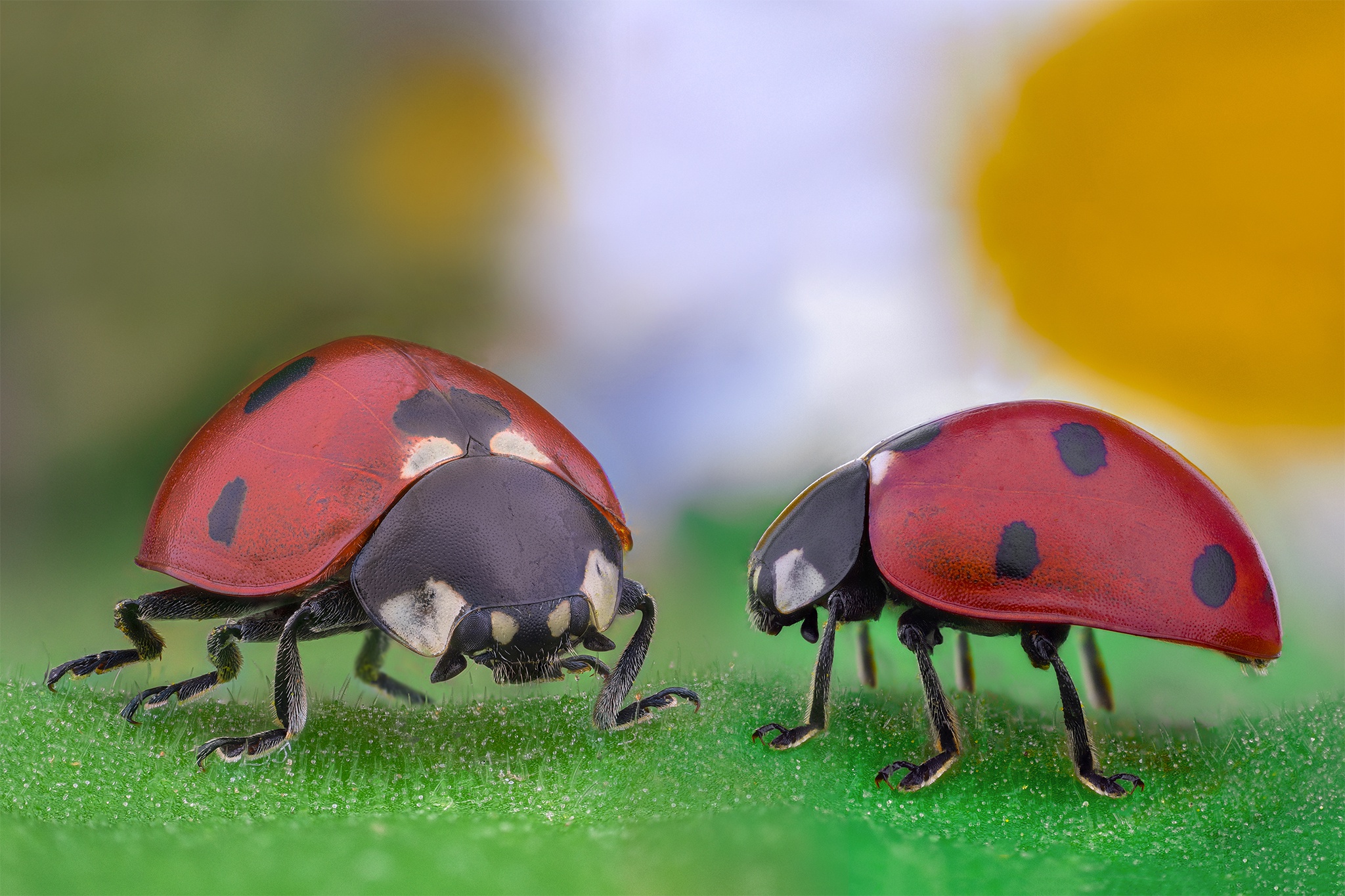 Free download wallpaper Macro, Animal, Ladybug on your PC desktop