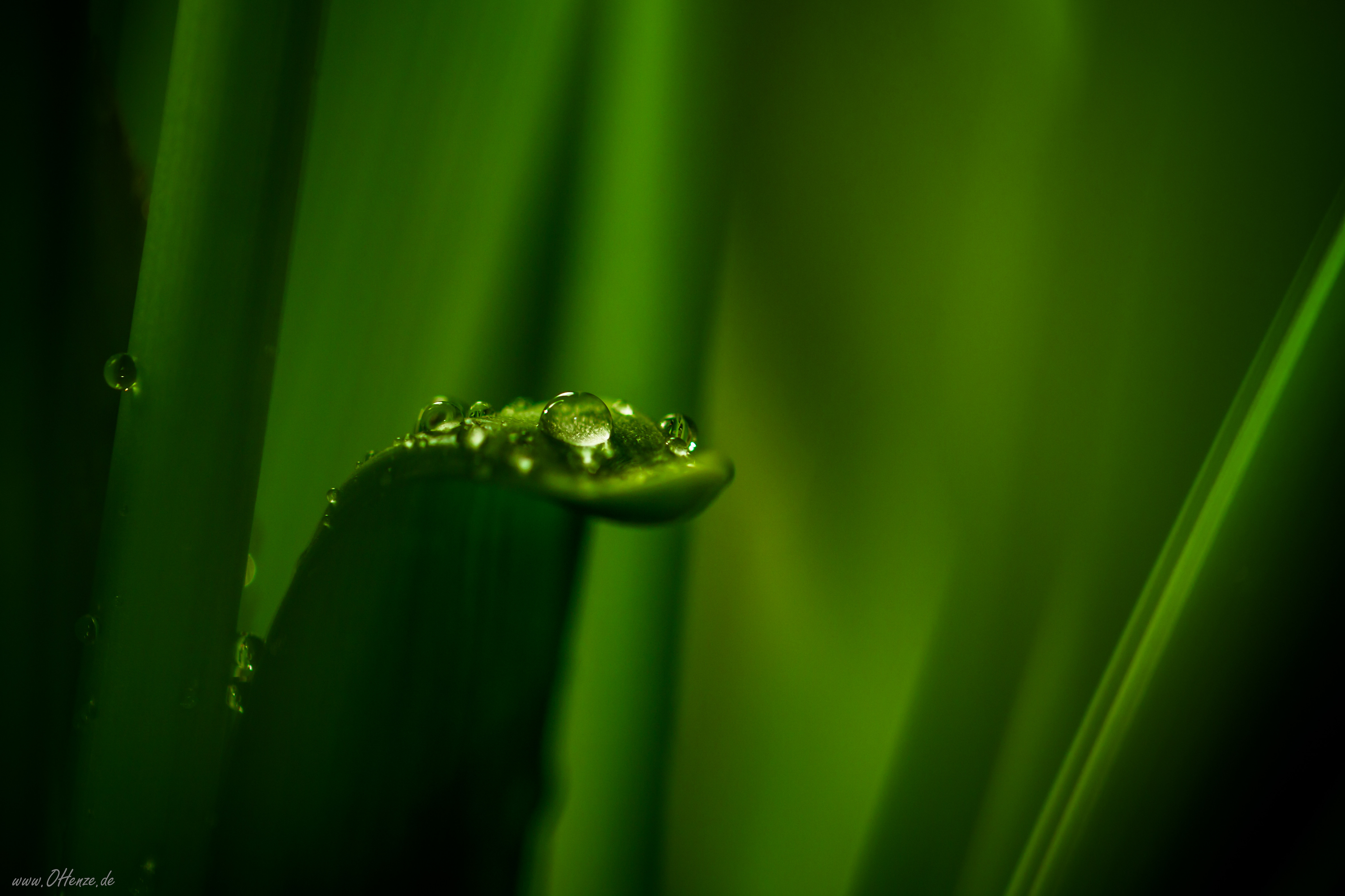 Download mobile wallpaper Sheet, Water, Macro, Drops, Leaf, Plant for free.