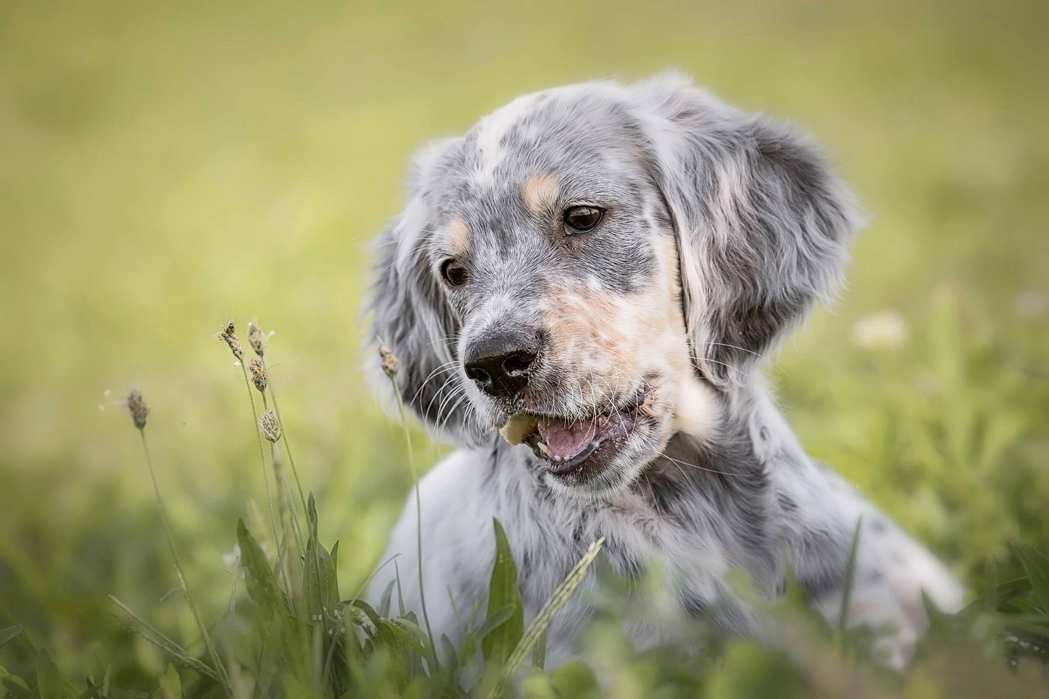 Download mobile wallpaper Dogs, Dog, Animal, Puppy, Baby Animal, English Setter for free.