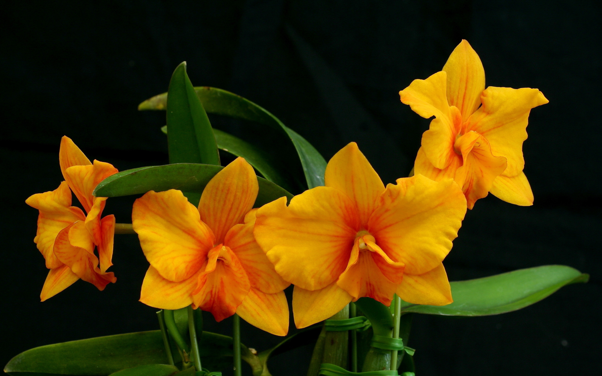 291260 скачать обои орхидея, оранжевый цветок, земля/природа, цветок, флауэрсы - заставки и картинки бесплатно