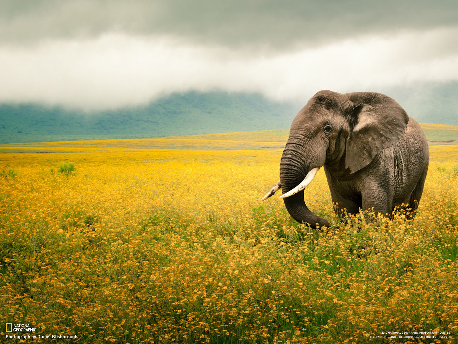 animal, african bush elephant, elephants HD wallpaper