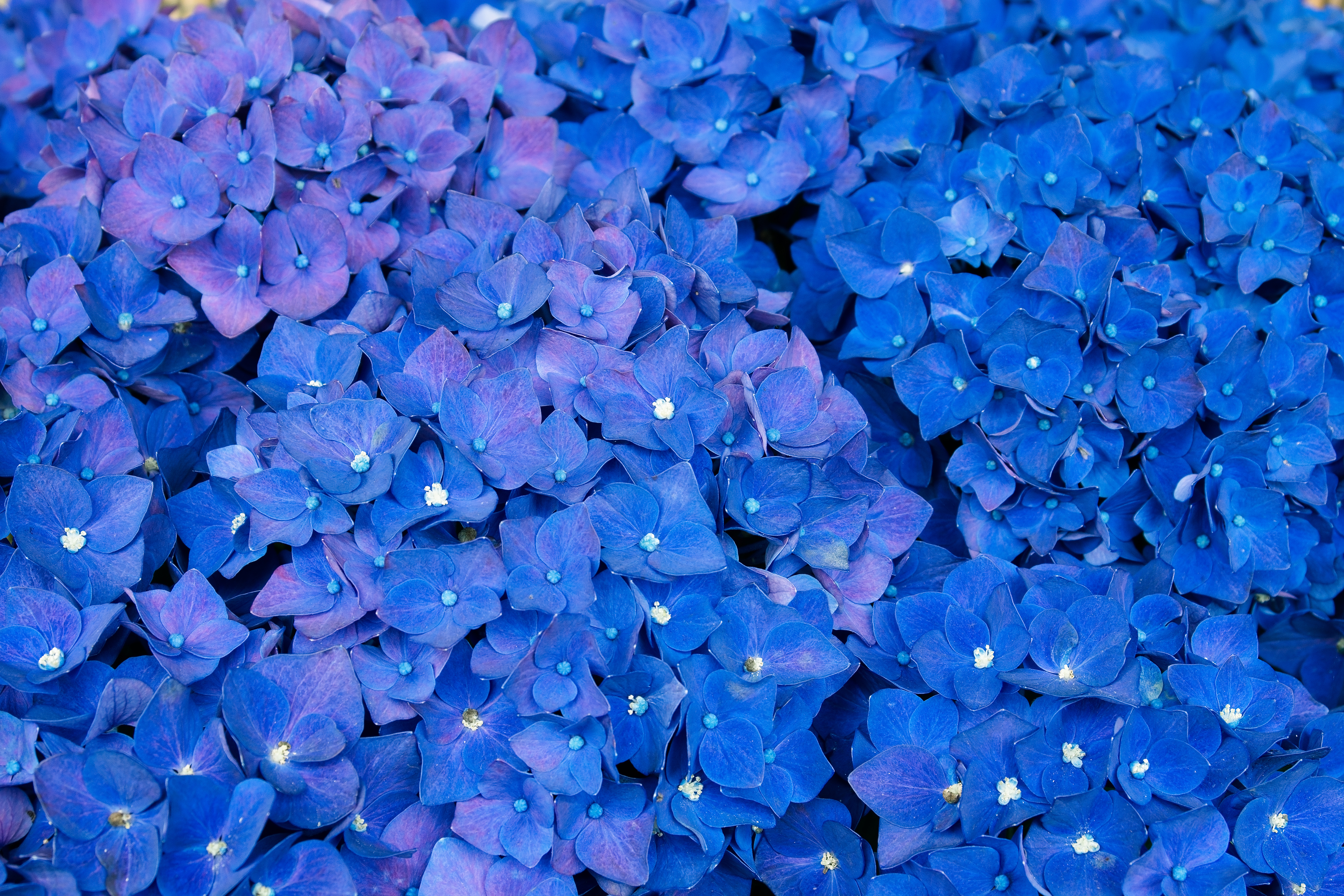 flowers, blue, hydrangea, inflorescences, inflorescence